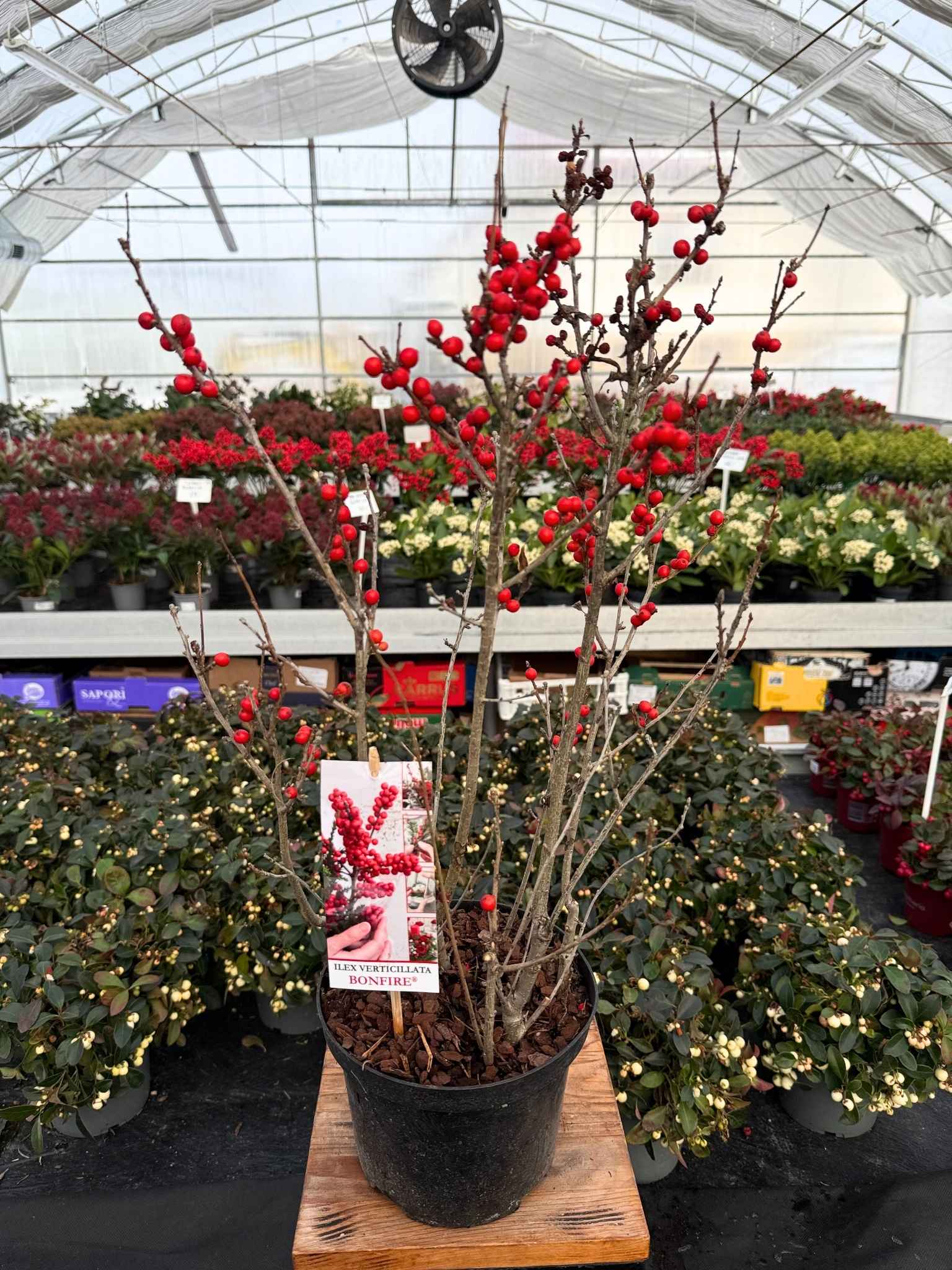 ostrokrzew okółkowy