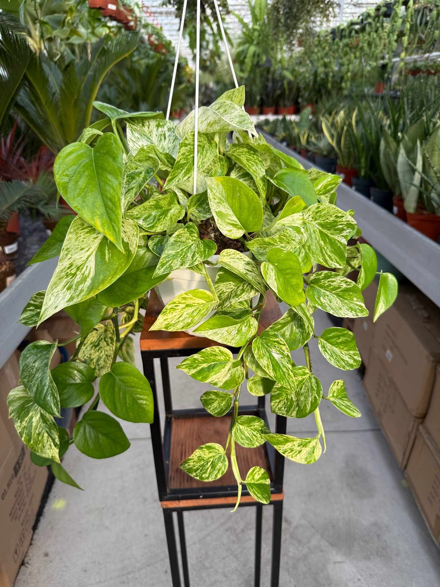 EPIPREMNUM MARBLE QUEEN