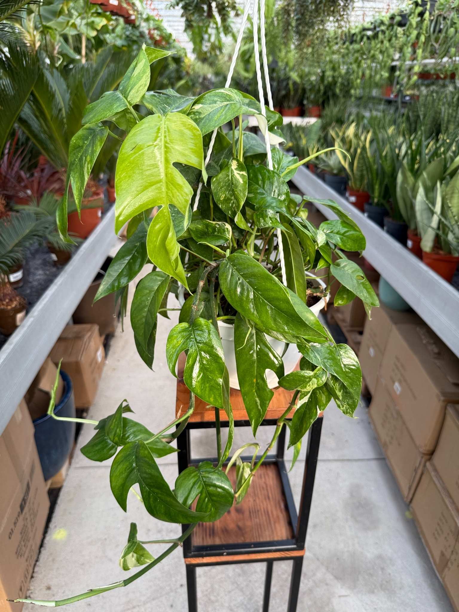 SCINDAPSUS VARIEGATA