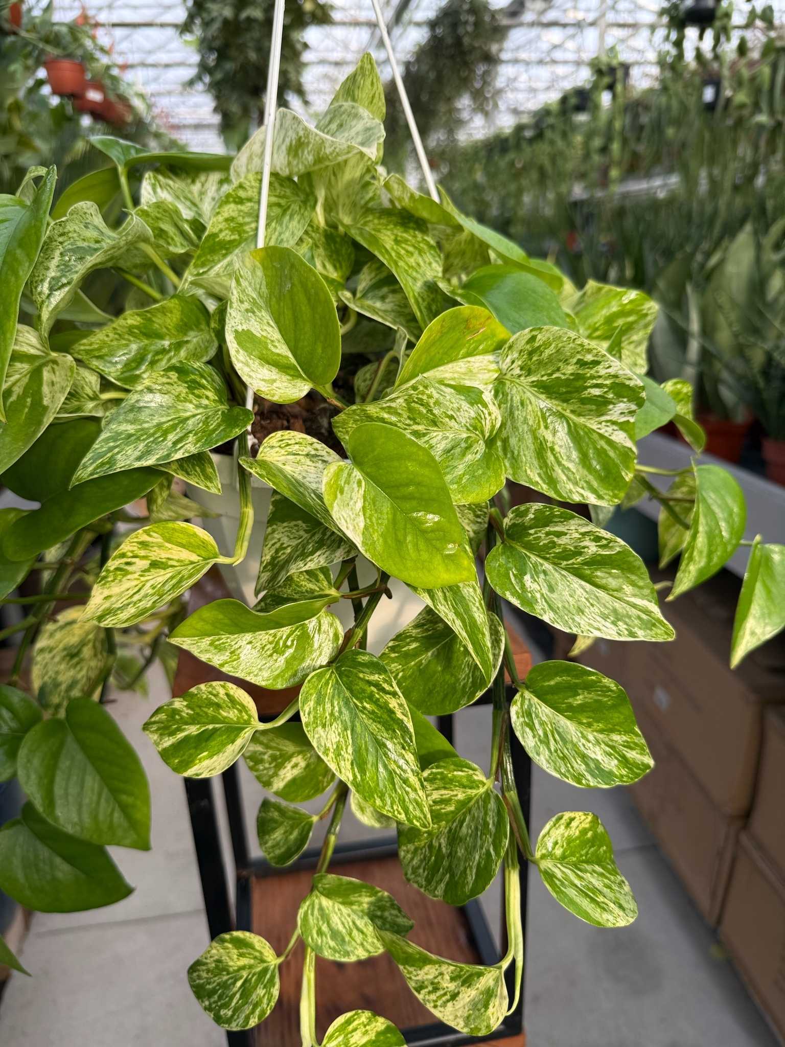 EPIPREMNUM MARBLE QUEEN