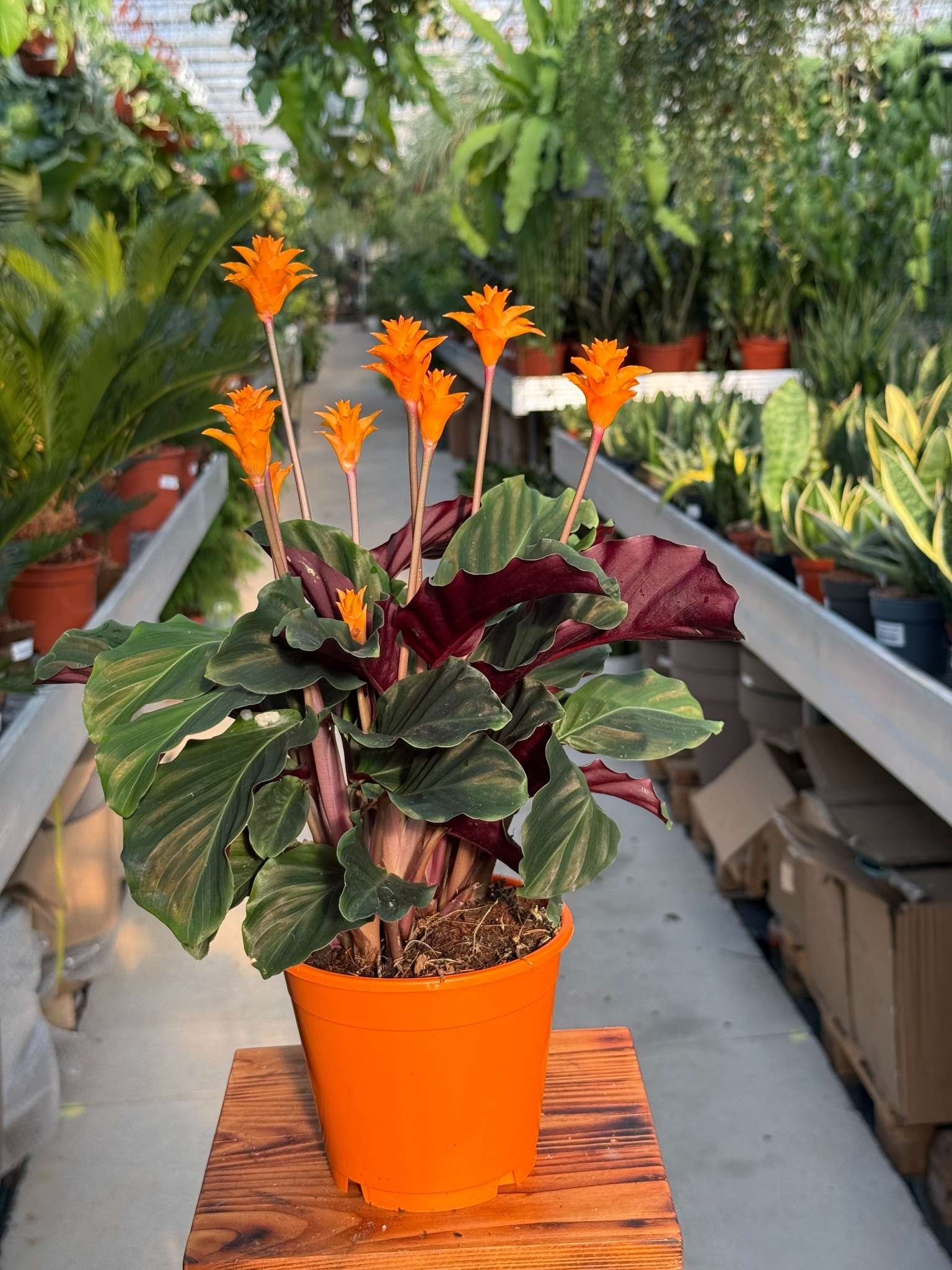 CALATHEA TASSMANIA