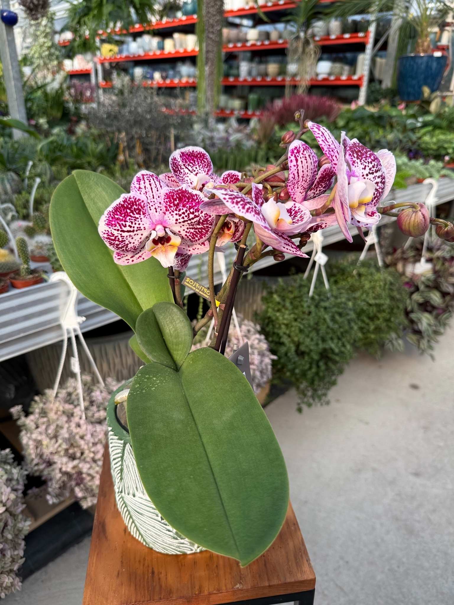 phalenopsis pink bellini