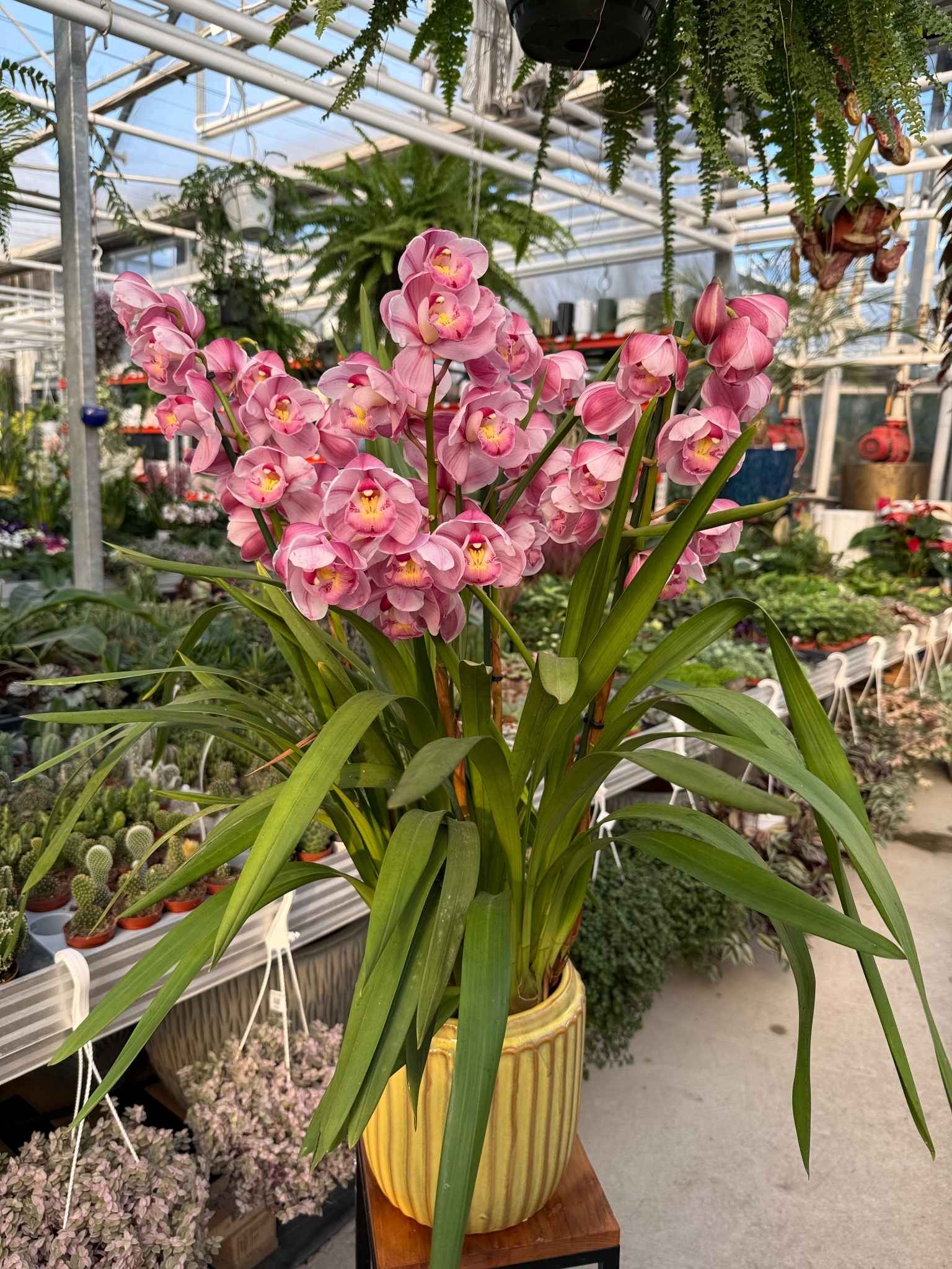 cymbidium ciemny róż