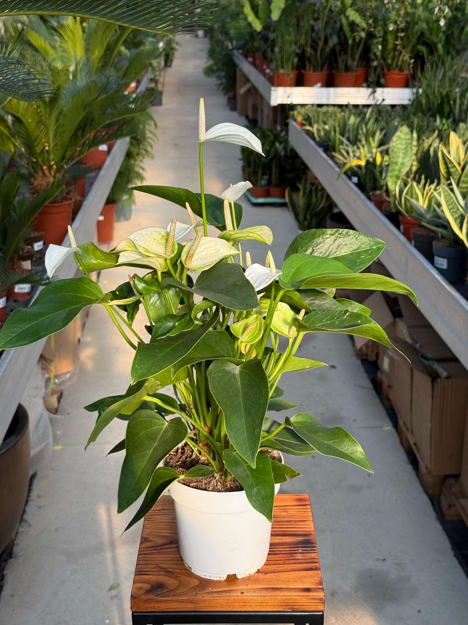 ANTHURIUM WHITE CHAMPION