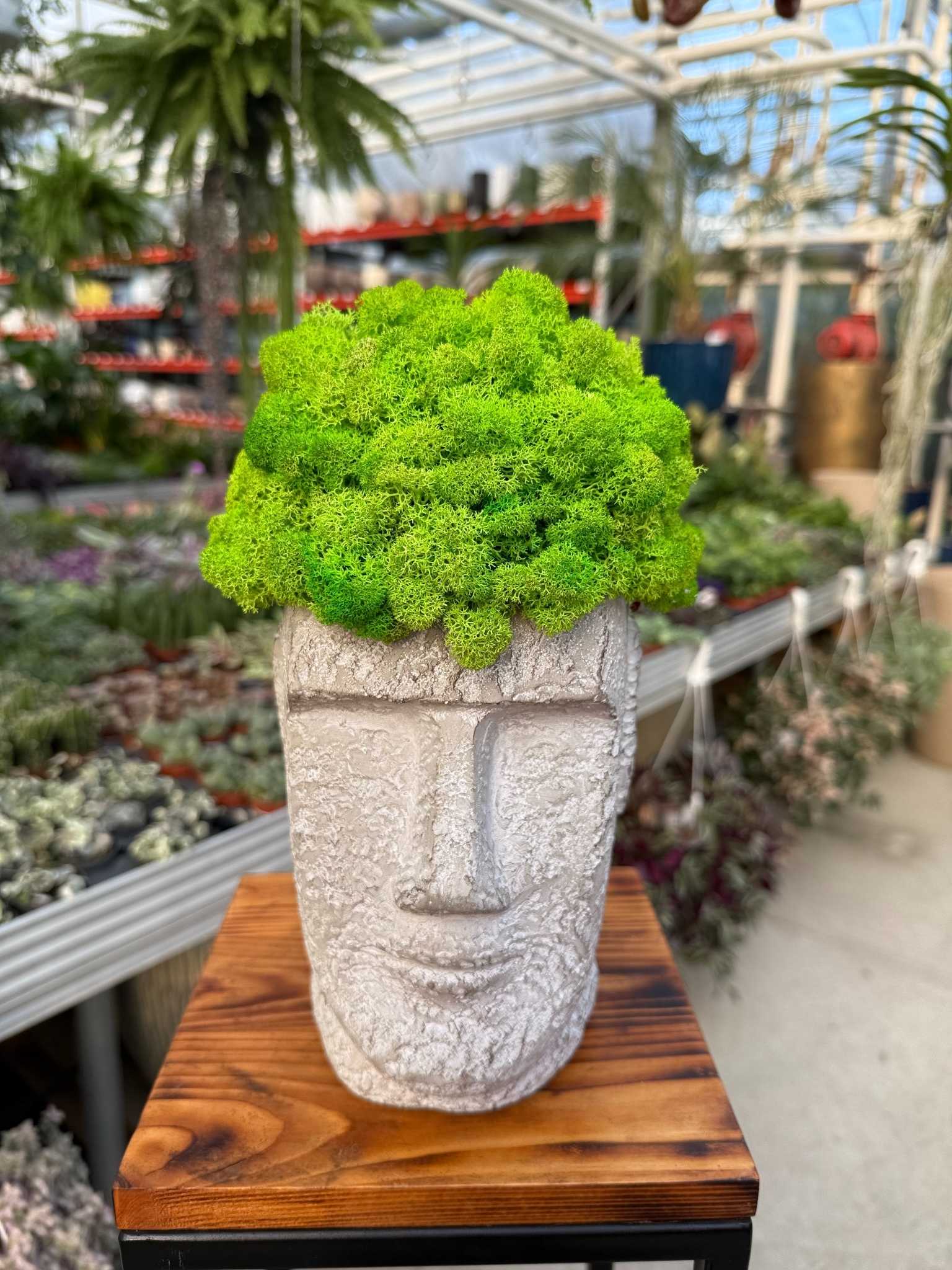 kompozycja z chrobotka