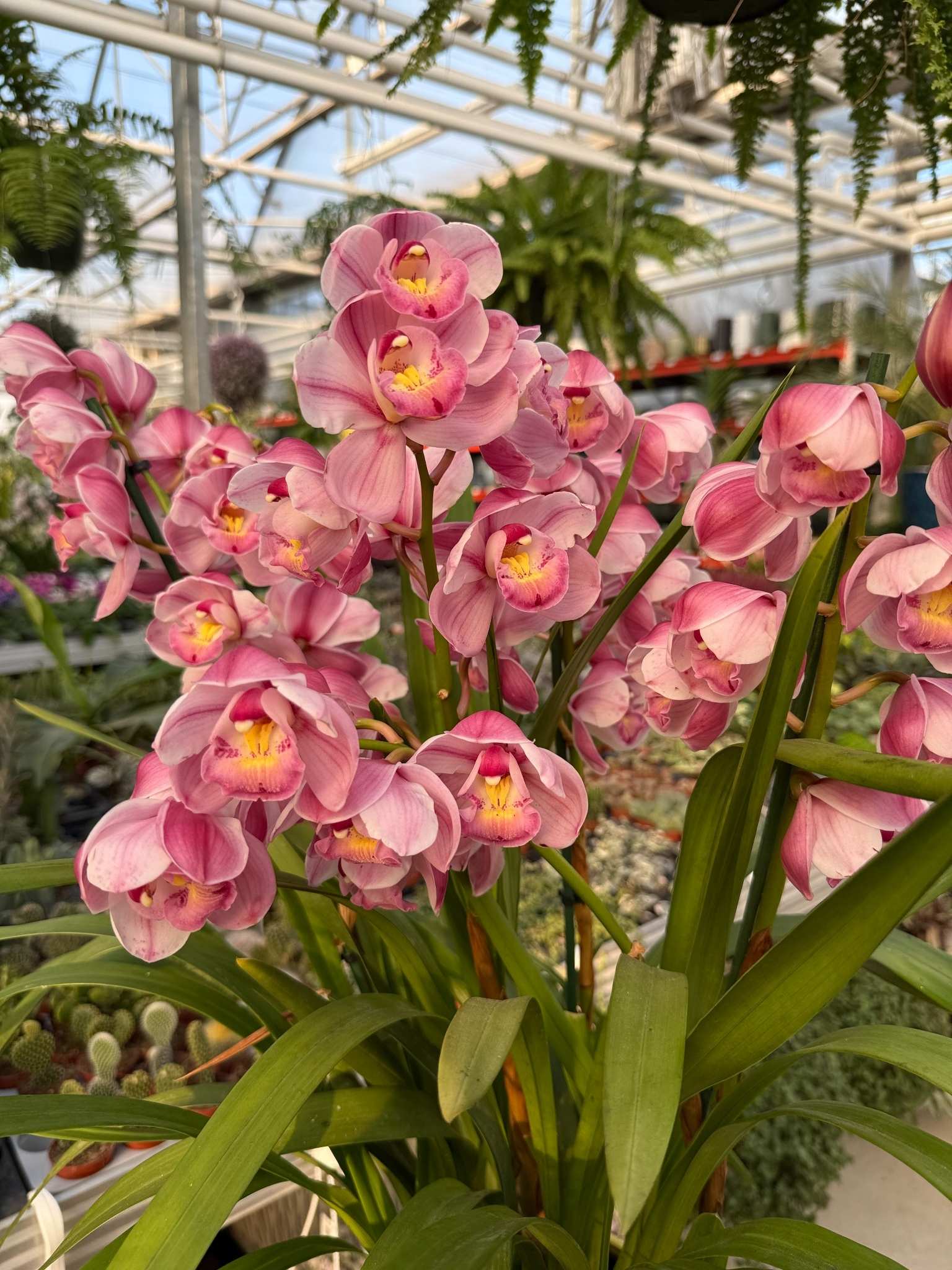 cymbidium ciemny róż