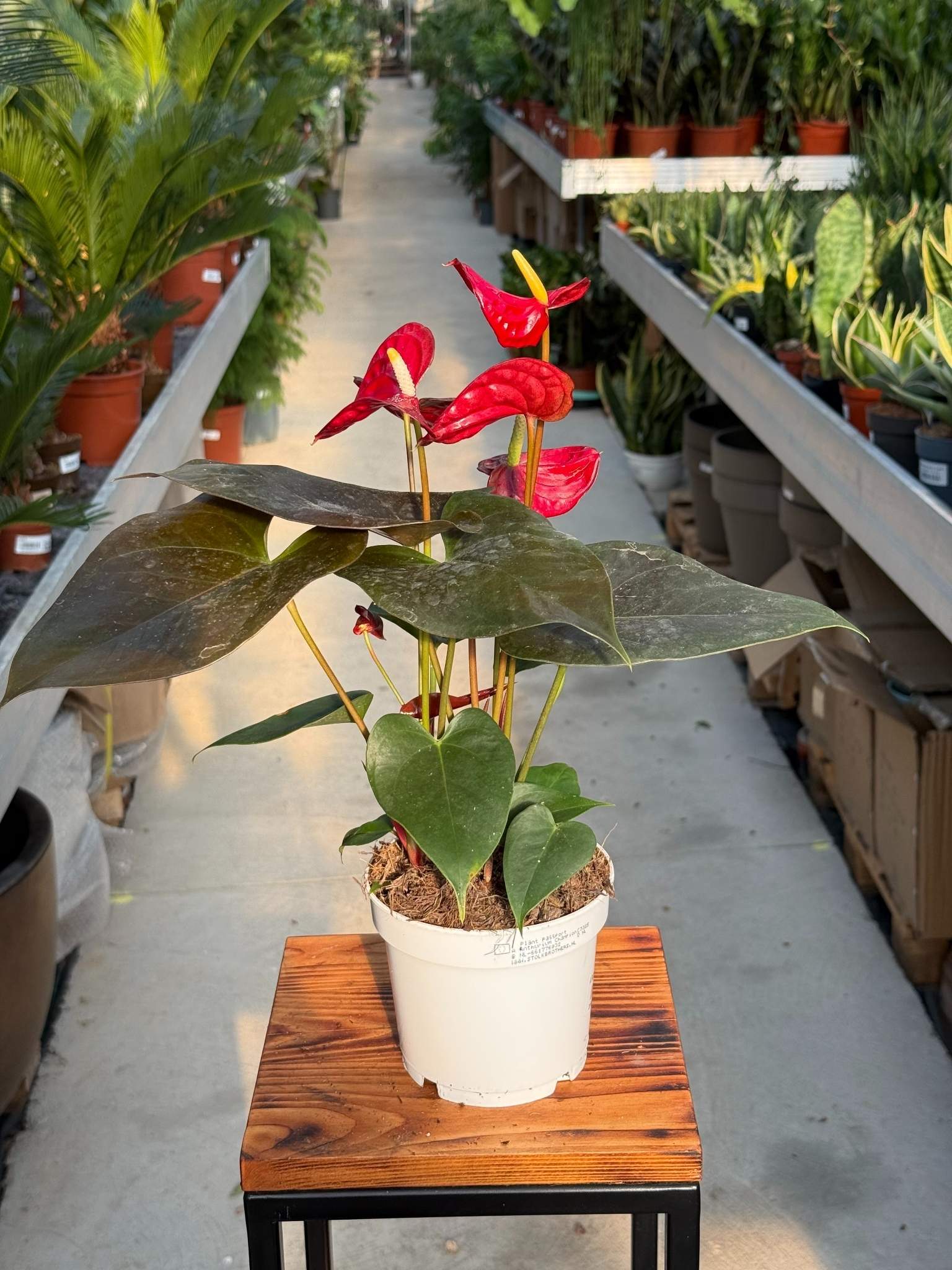 ANTHURIUM CORAL CHAMPION