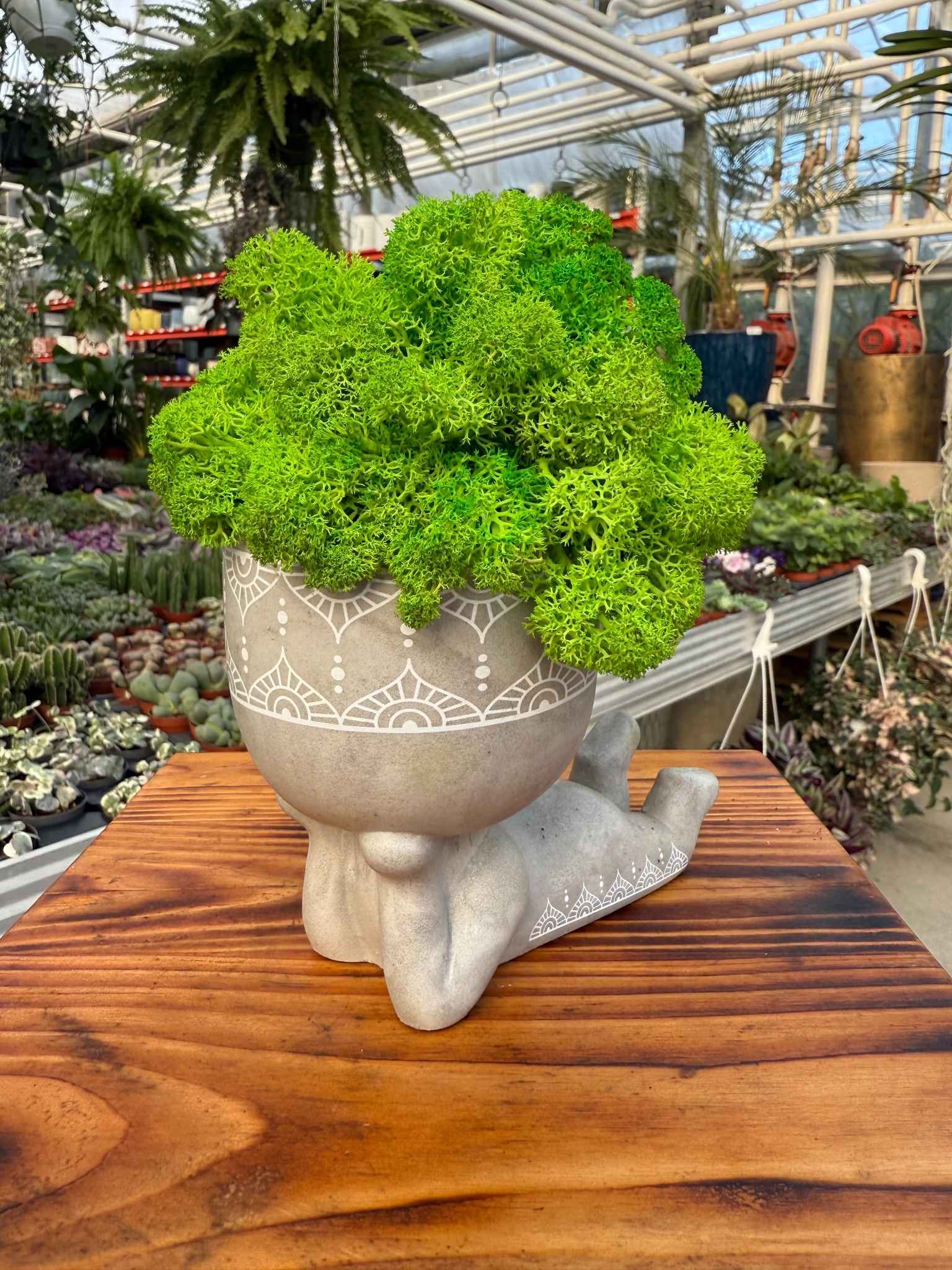 kompozycja z chrobotka