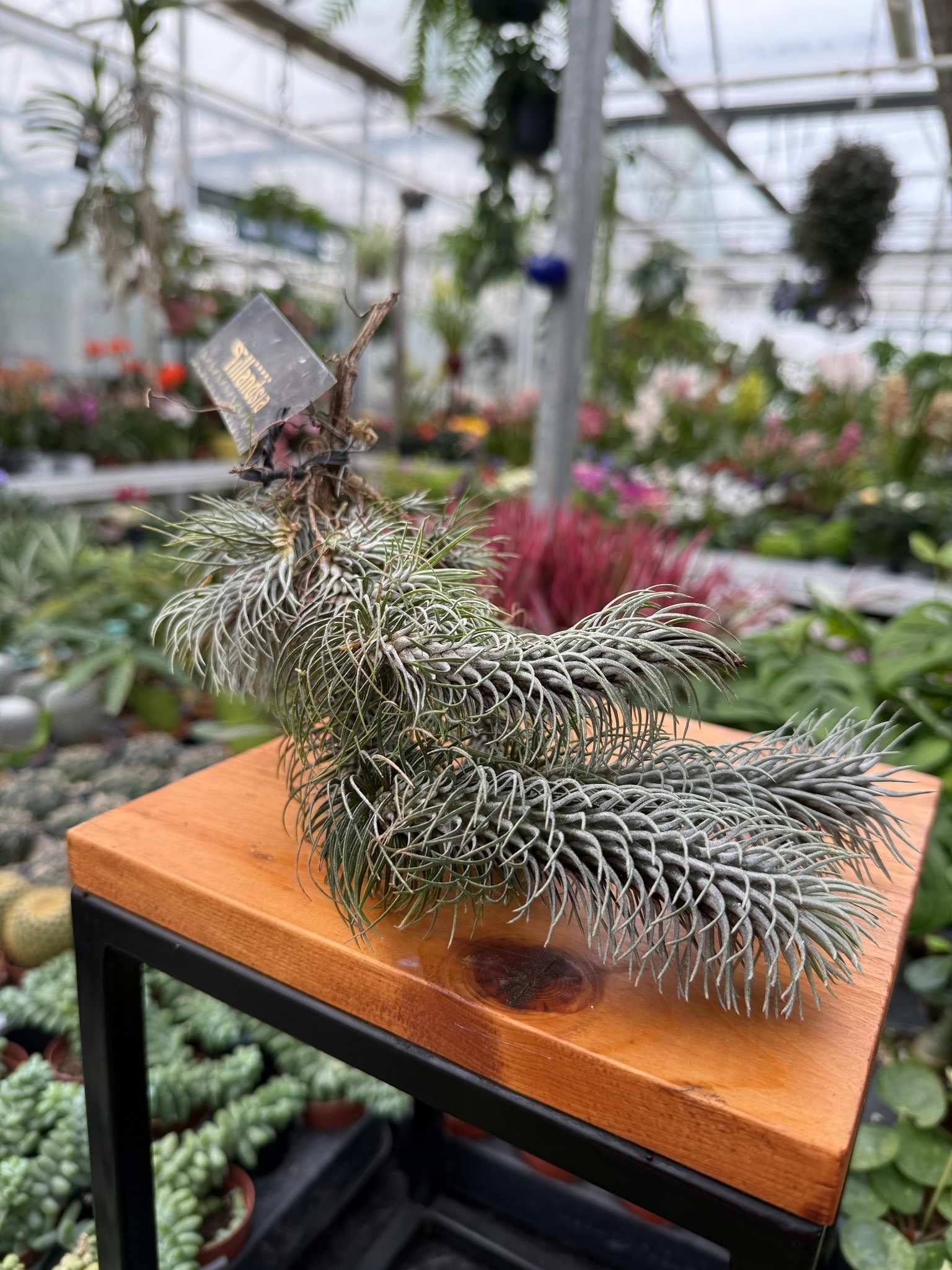 tillandsia funkiana