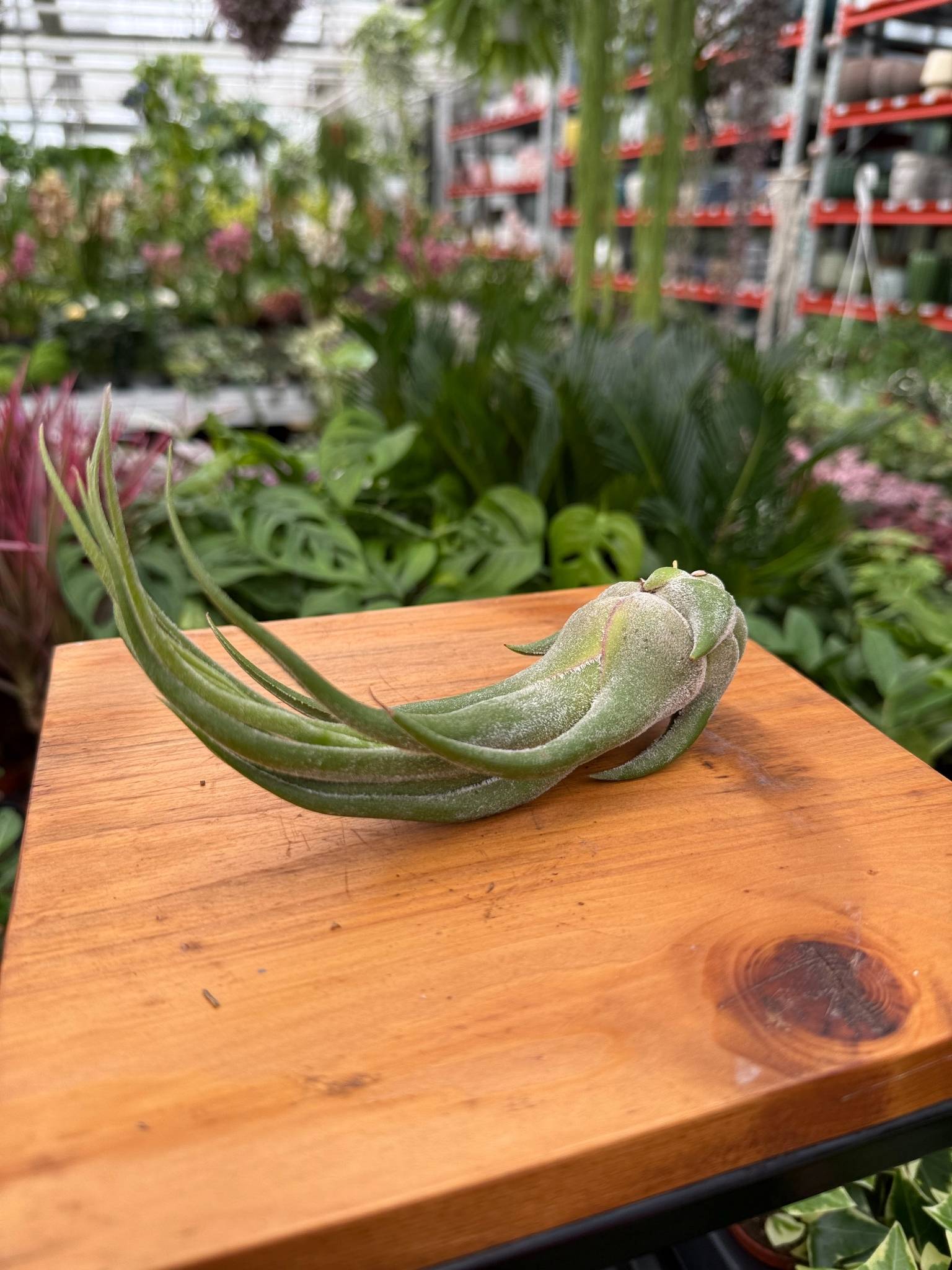 TILLANDSIA SELERIANA