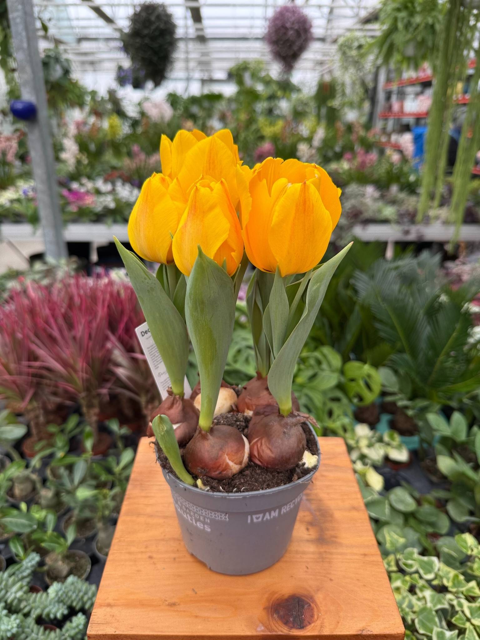 tulipan yellow flair