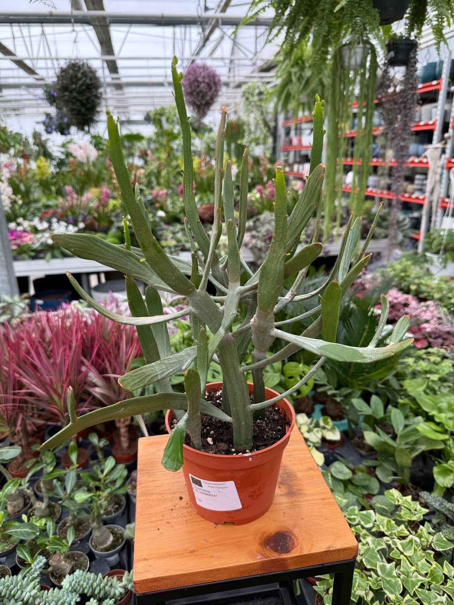 Euphorbia xylophyloides