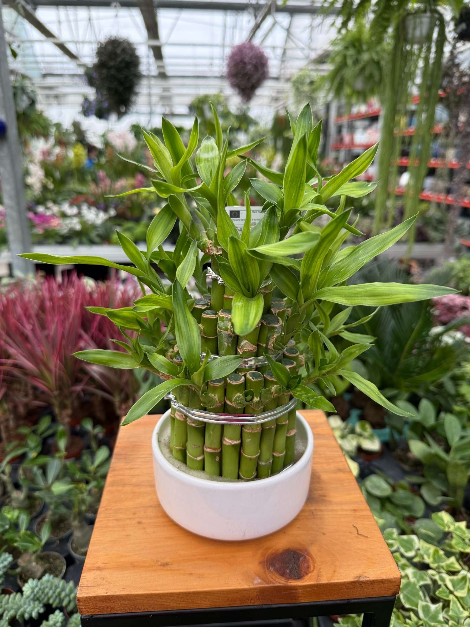 dracena lucky bamboo