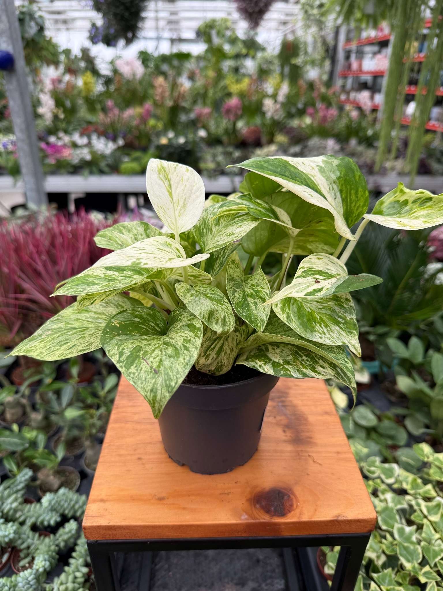 EPIPREMNUM SNOW LEOPARD