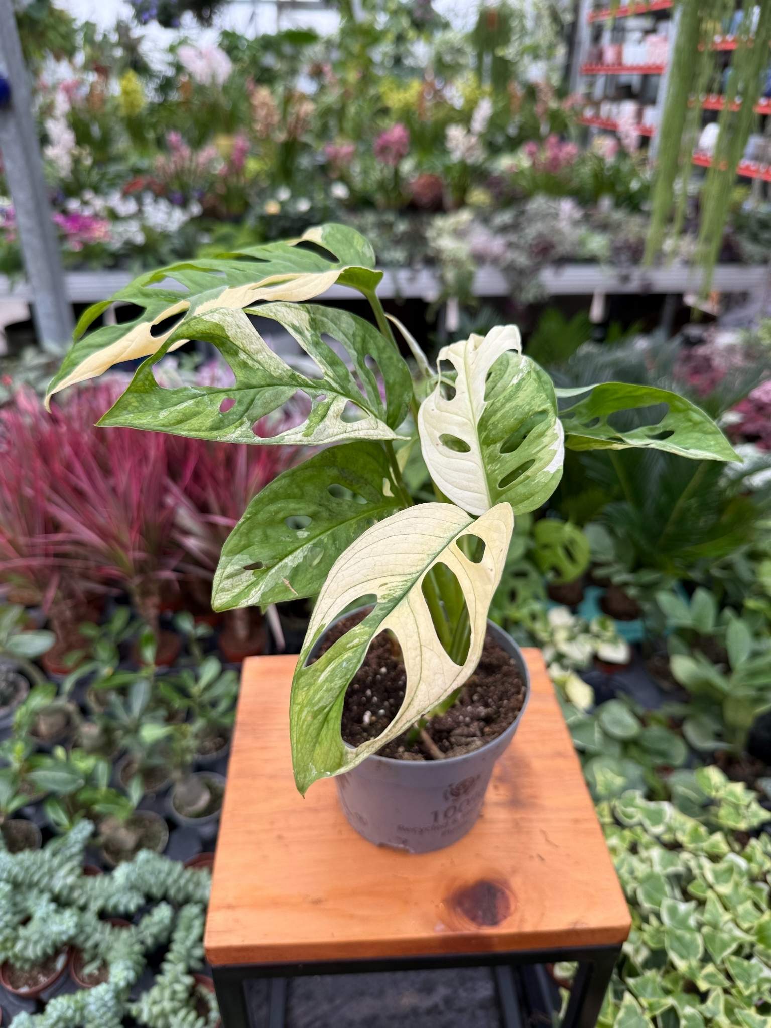 Monstera Obliqua Variegata