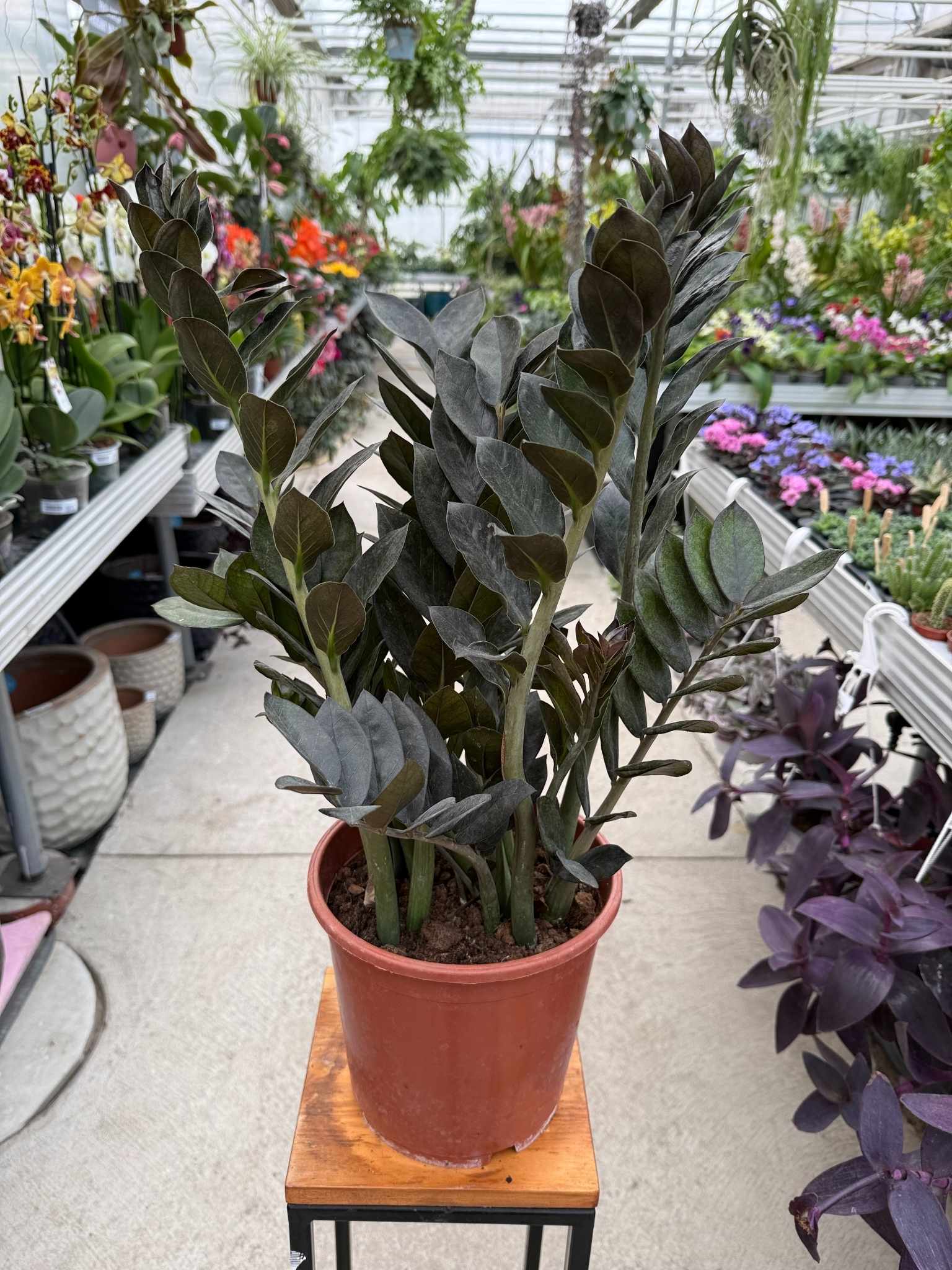 ZAMIOCULCAS SUPERNOVA P21