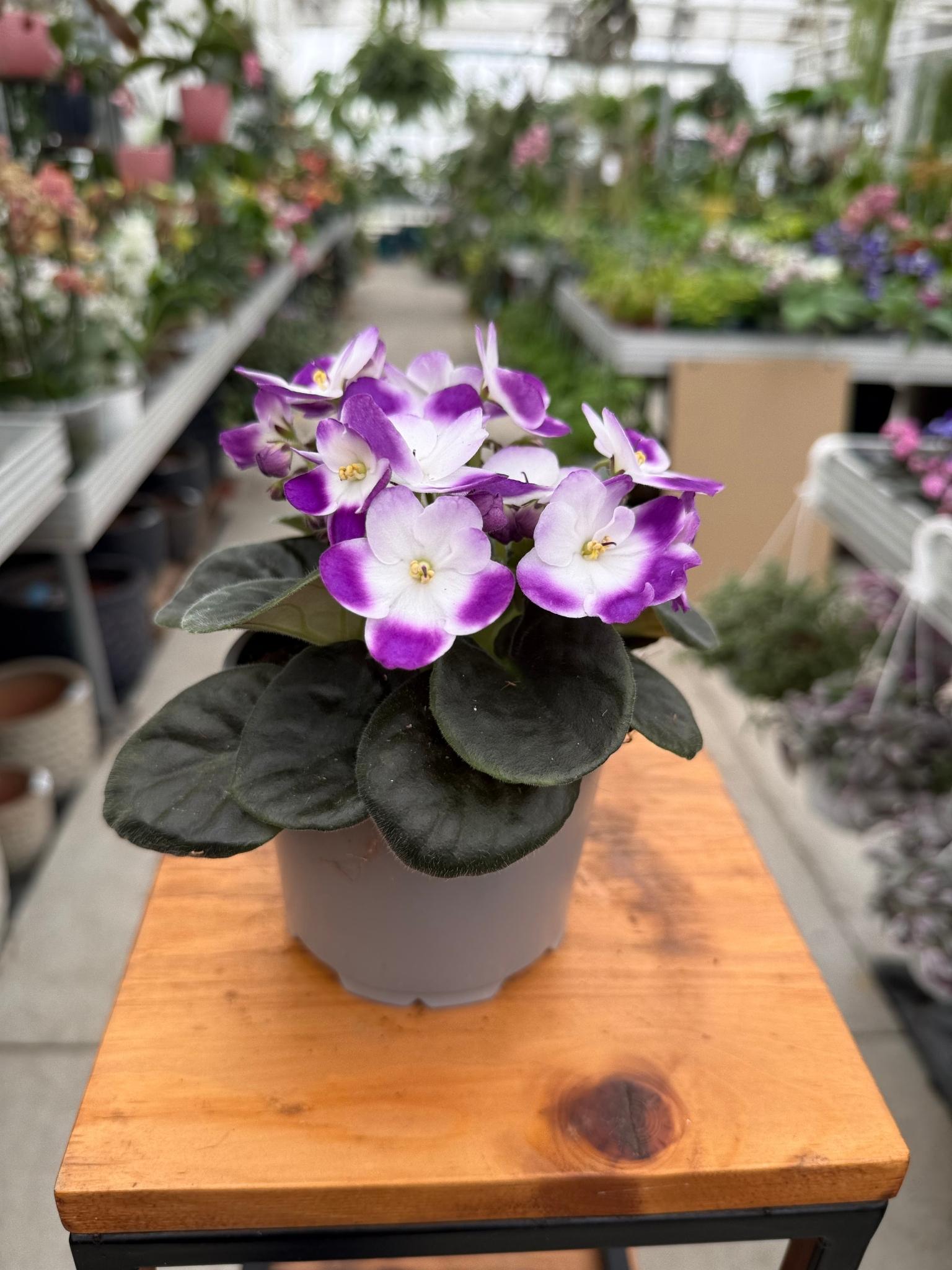 saintpaulia fioletowo-biała