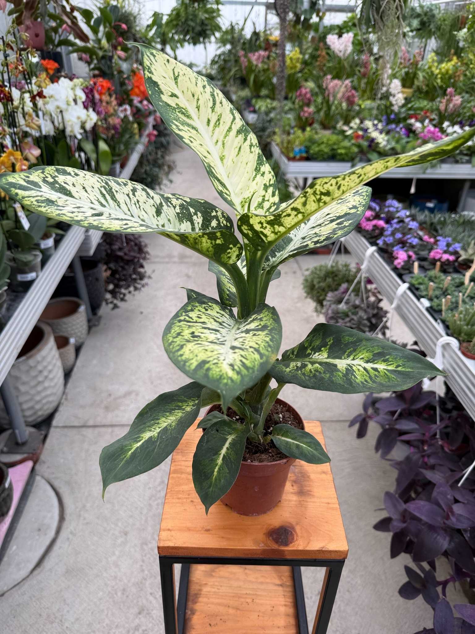 Dieffenbachia Sublime