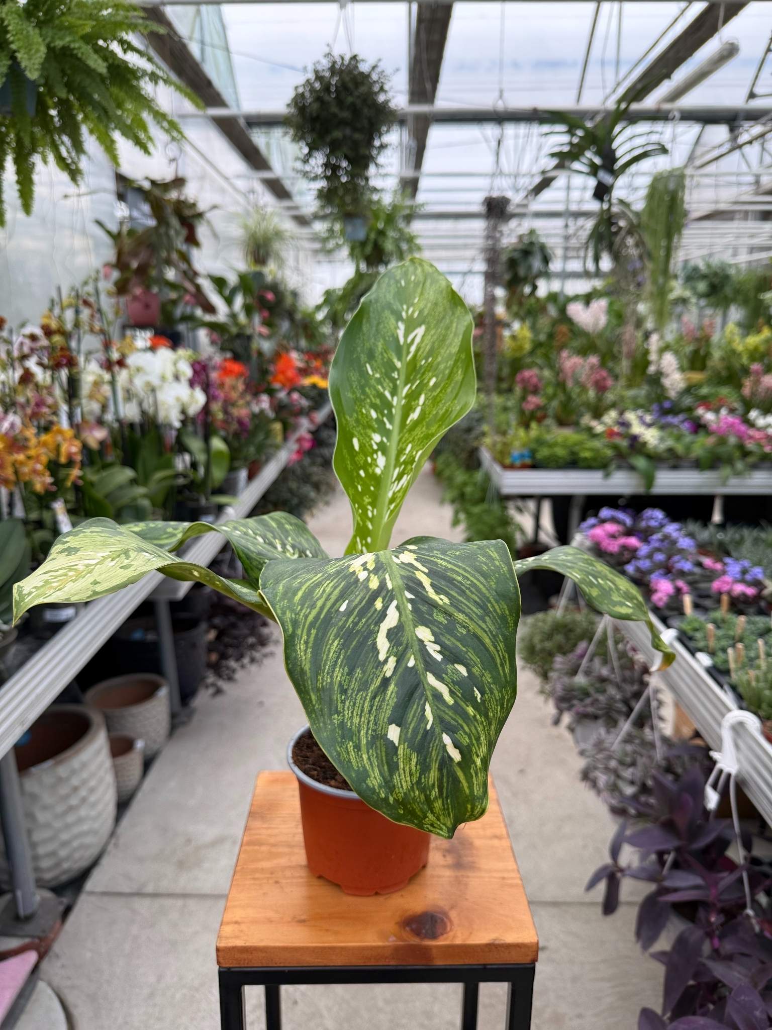 Dieffenbachia Camouflage