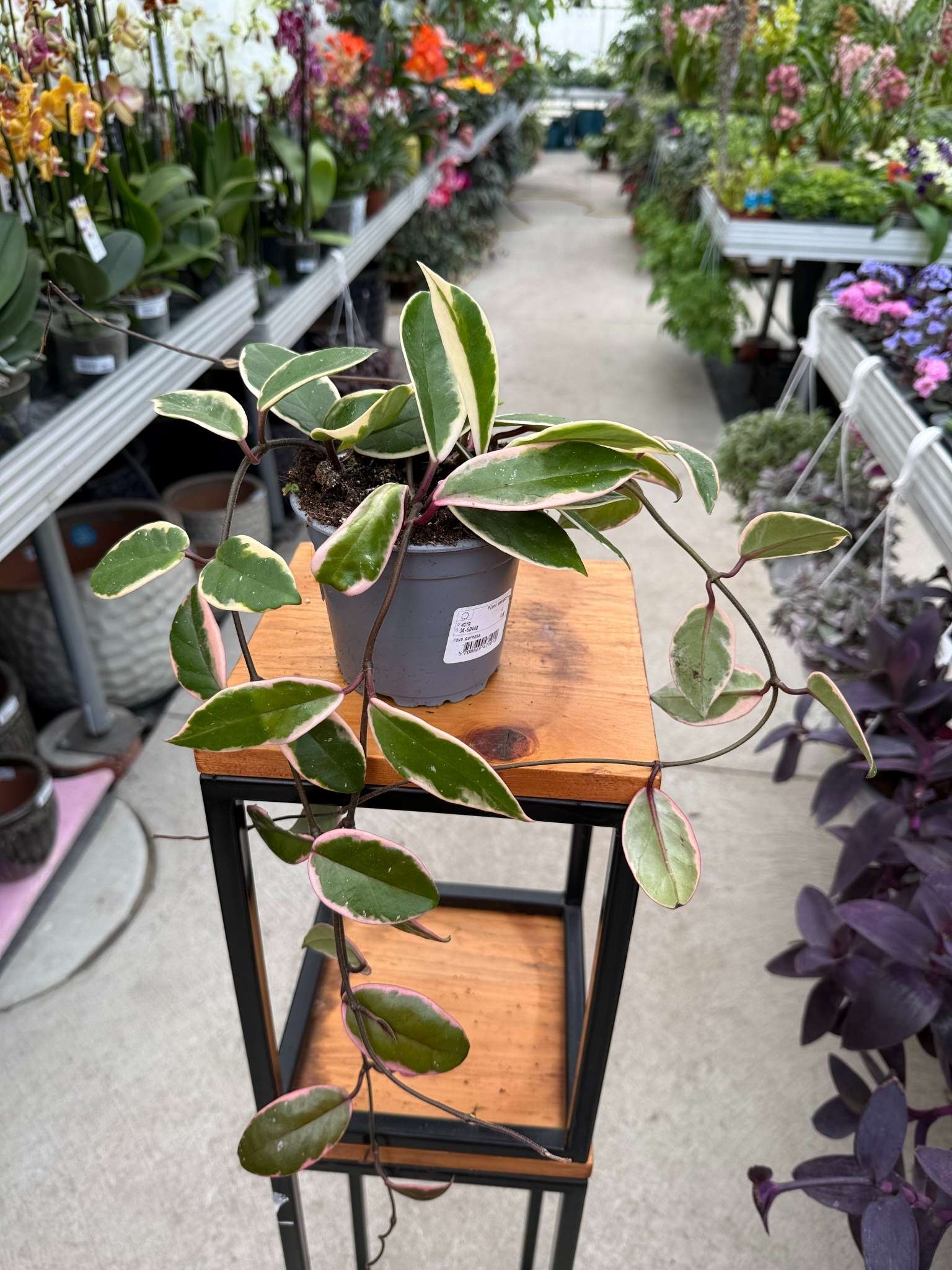 HOYA CARNOSA FLAMINGO DREAM P11