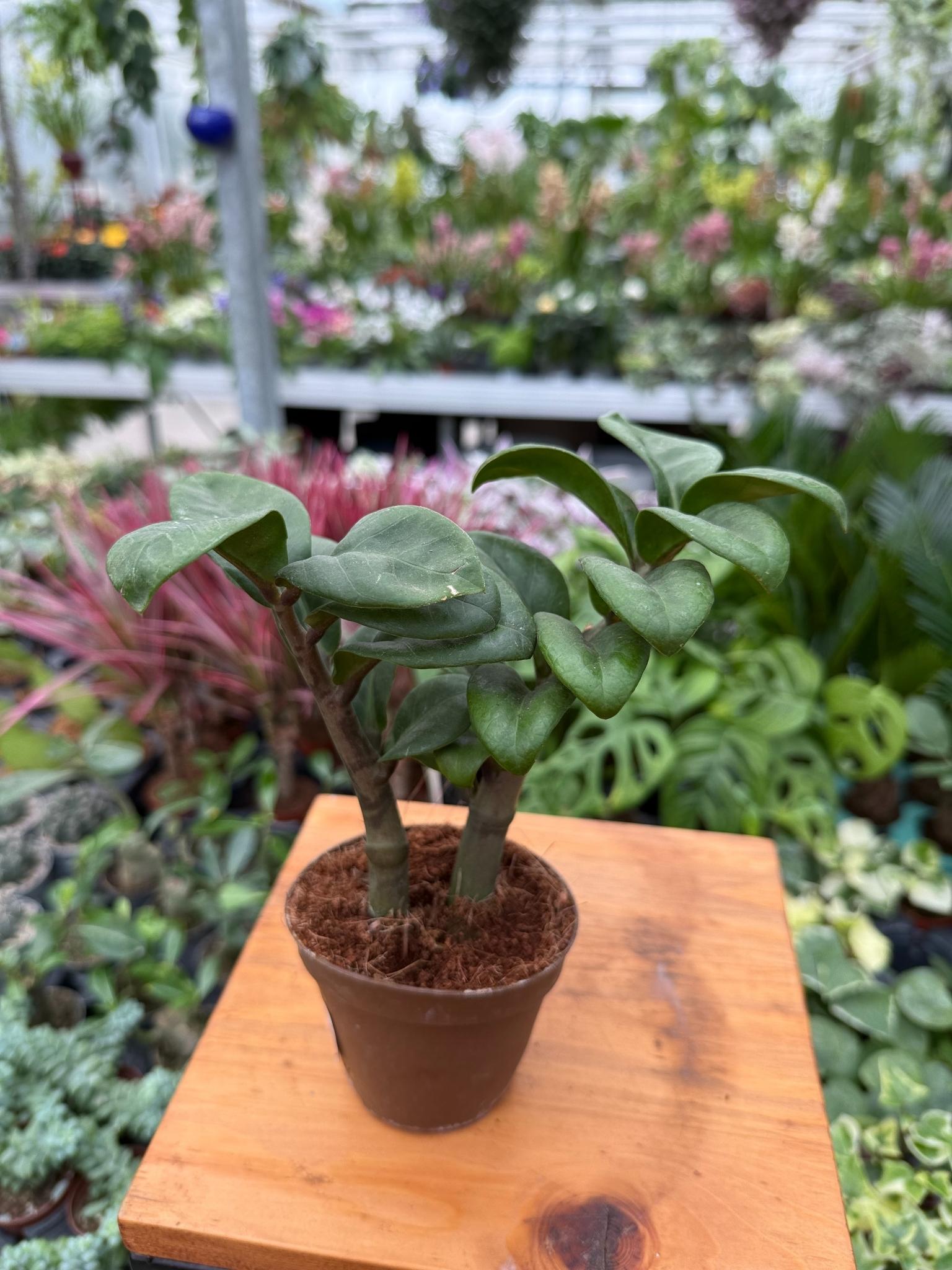 ZAMIOCULCAS ZENZI