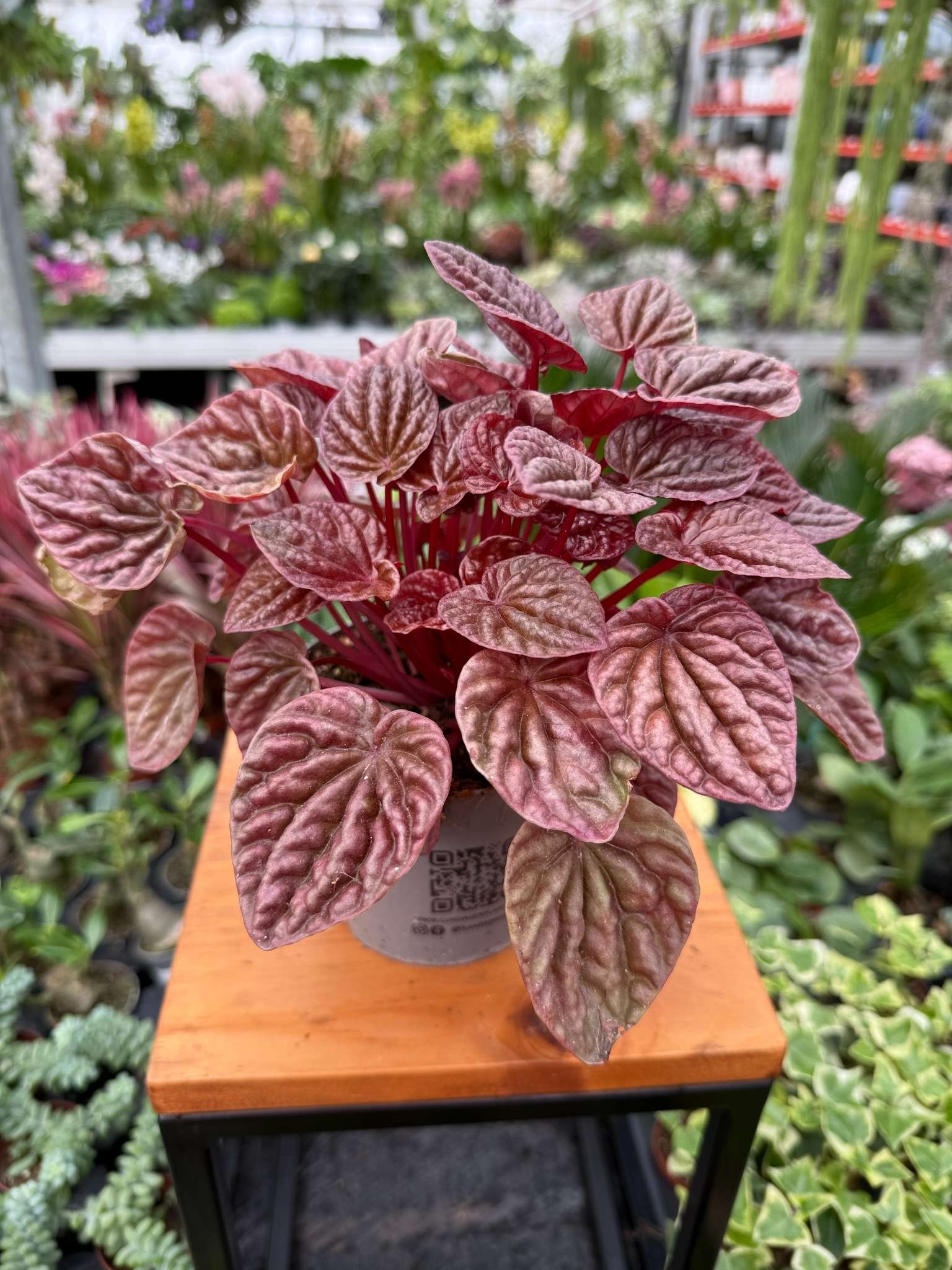 peperomia quito