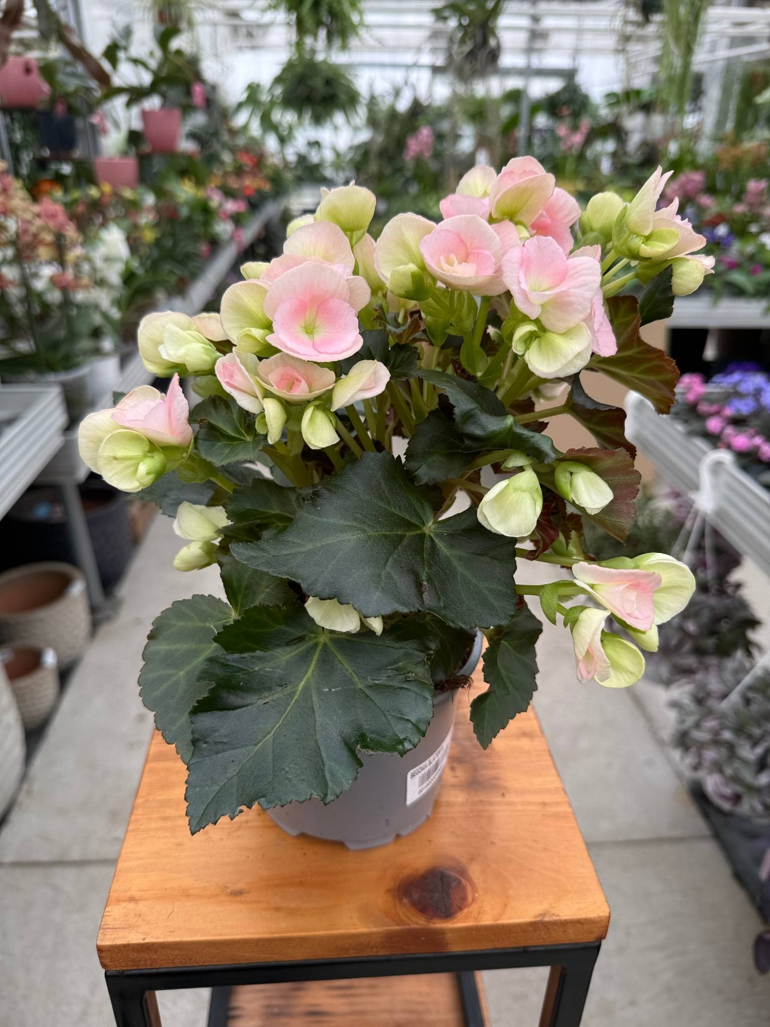 Begonia eliator różowa