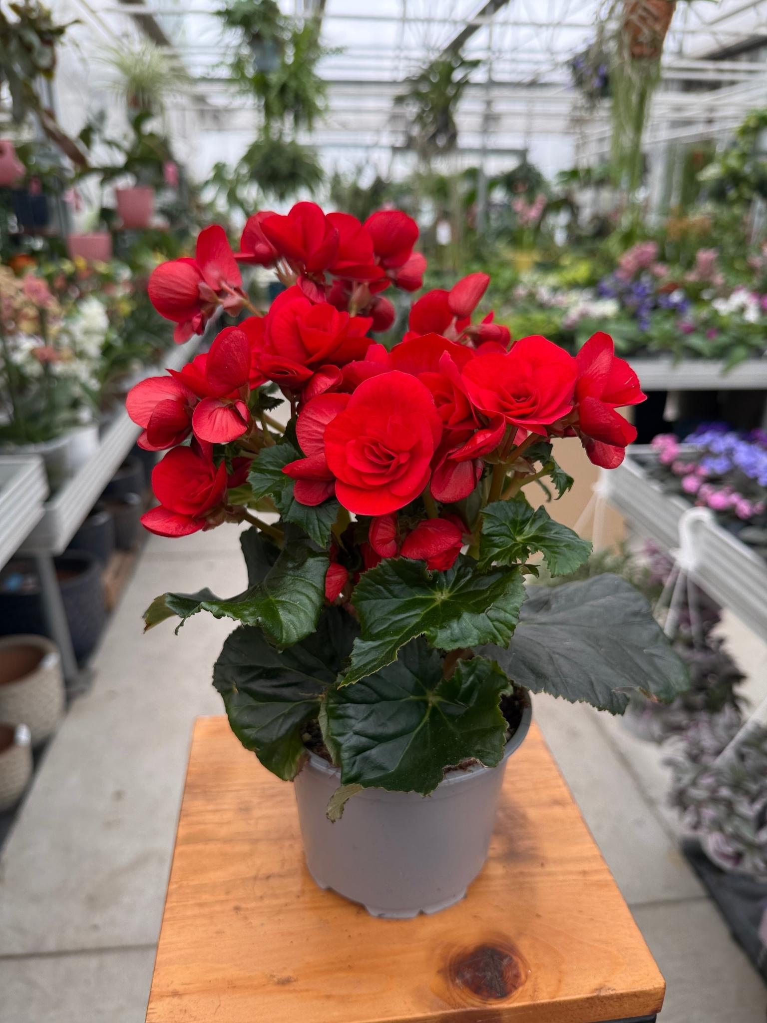 Begonia Eliator Czerwona