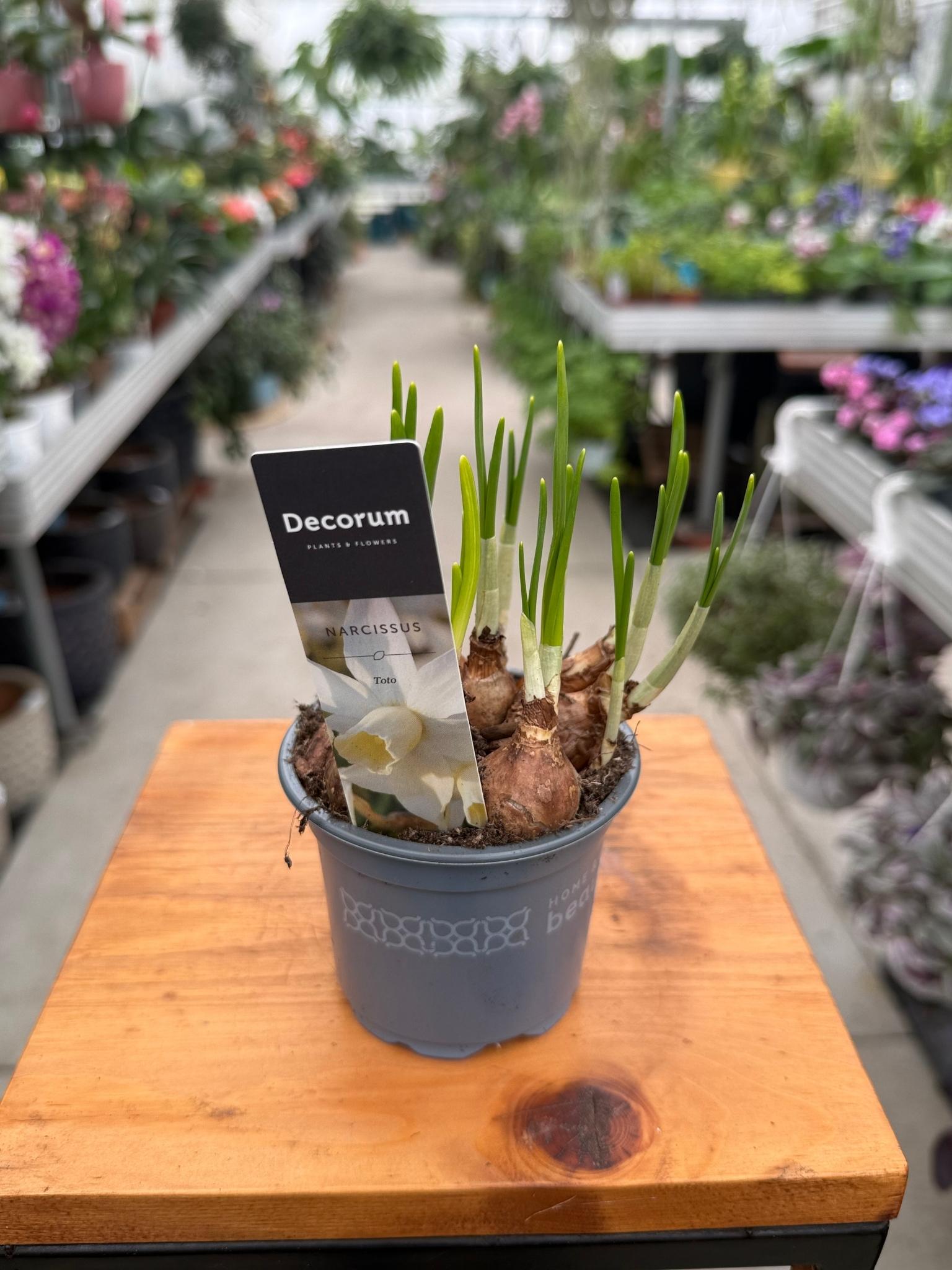 Narcyz biały WHITE TOTO