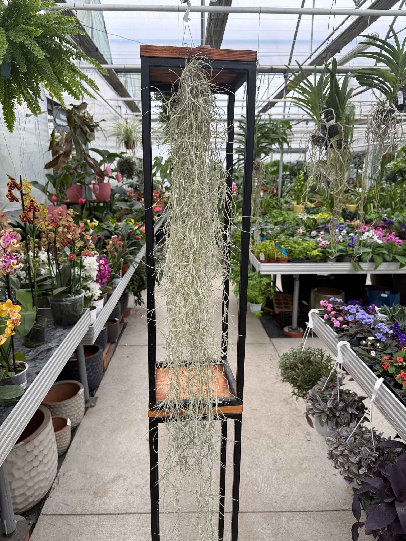 tillandsia usneoides xl