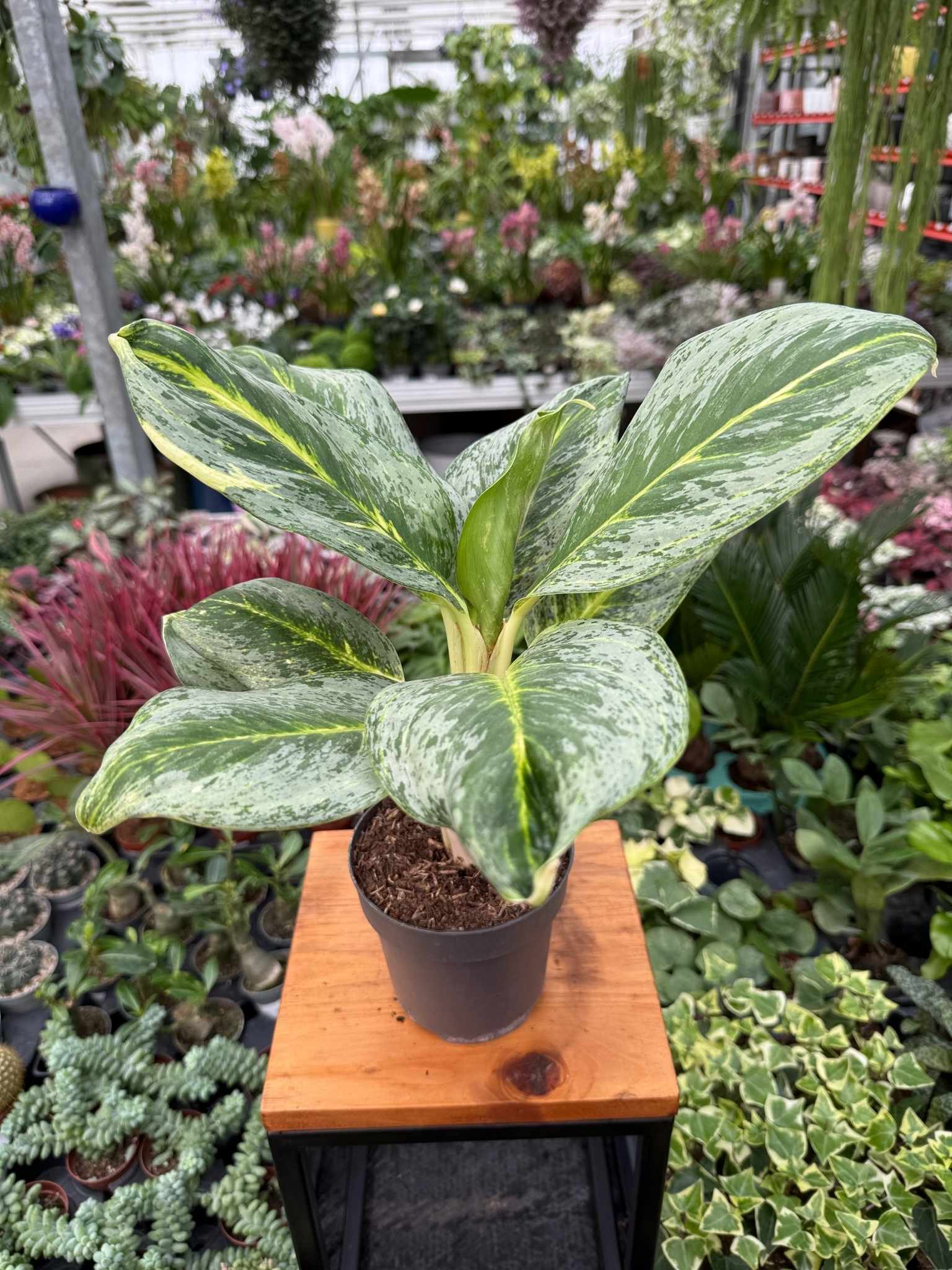 AGLAONEMA ELECTRIC LIME