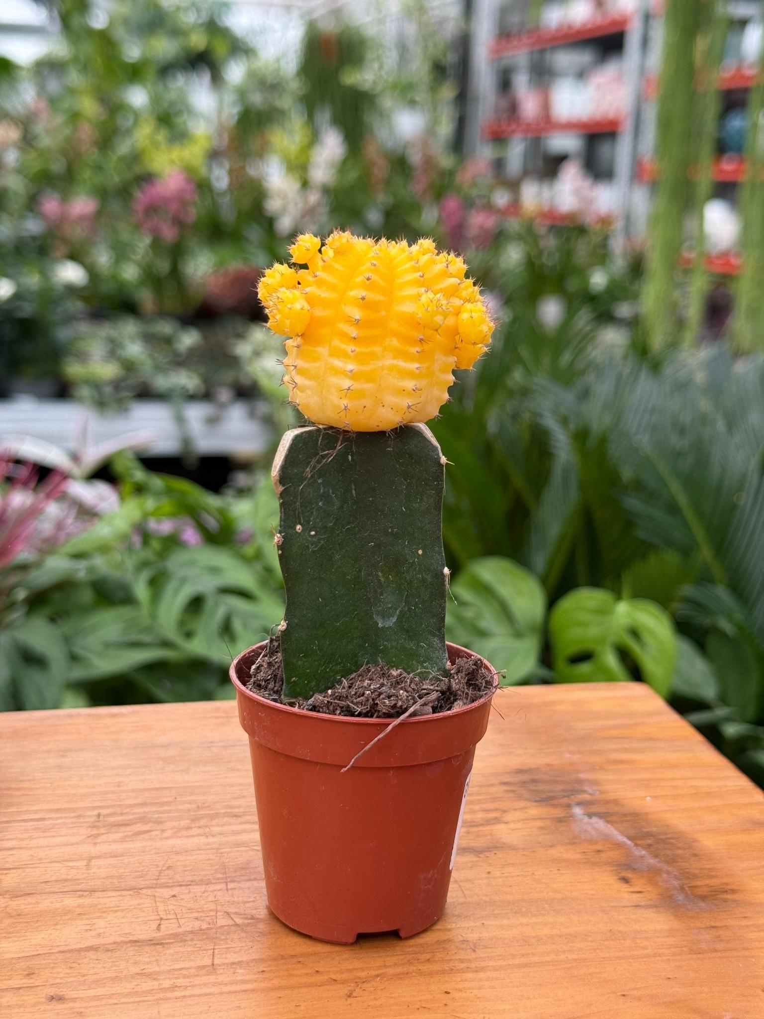 GYMNOCALCIUM GEENT YELLOW