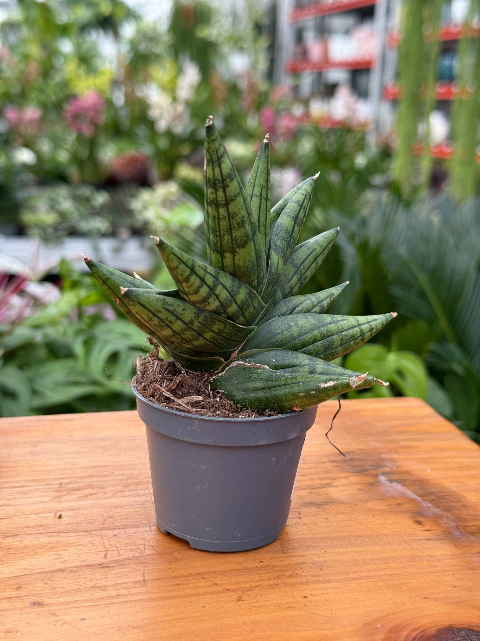 SANSEVIERIA YAYA FAN