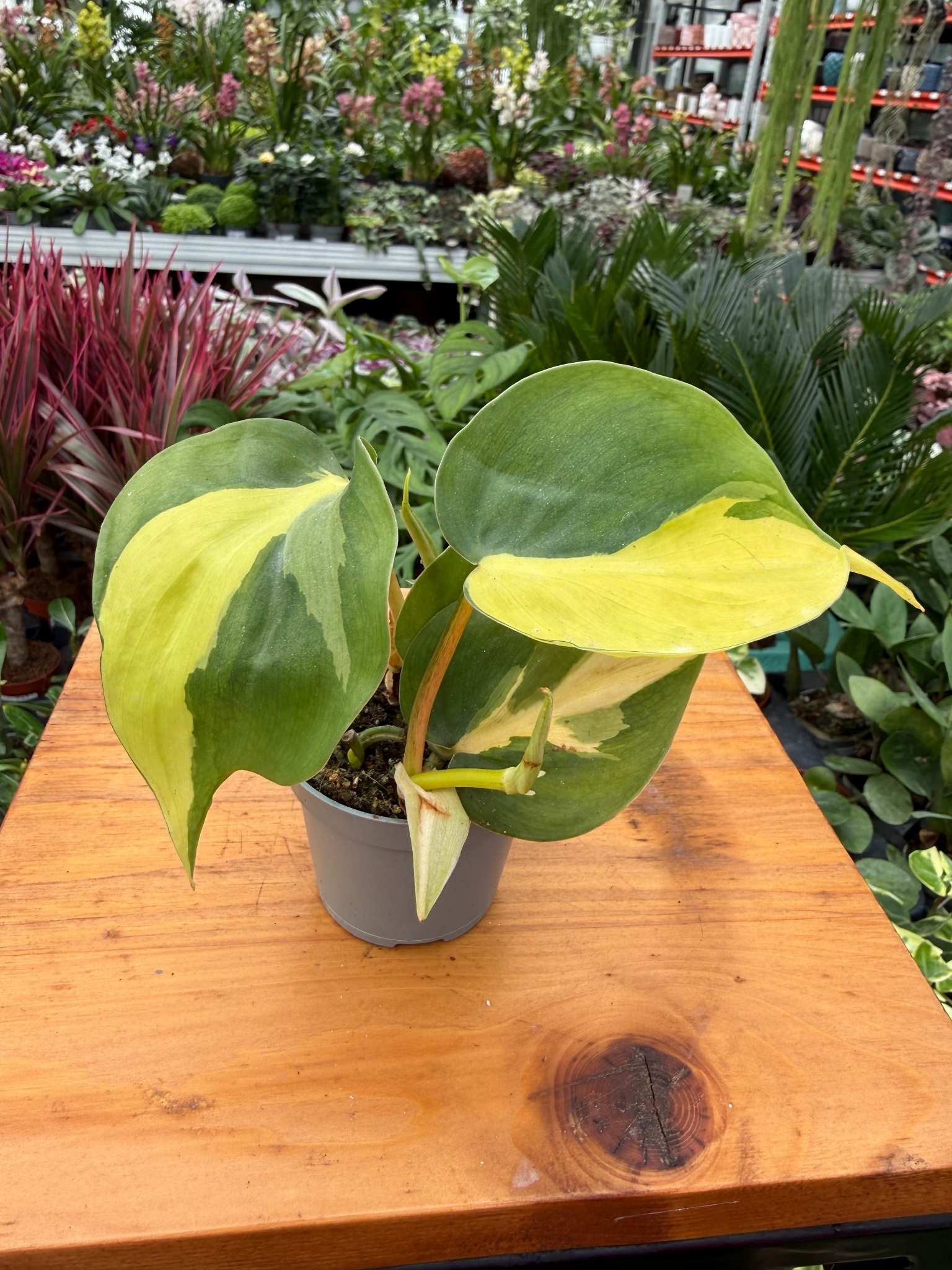 philodendron brasil