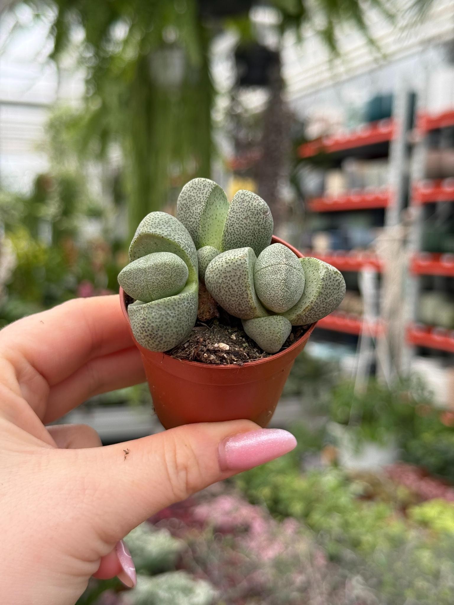 lithops su5012 żywy kamień