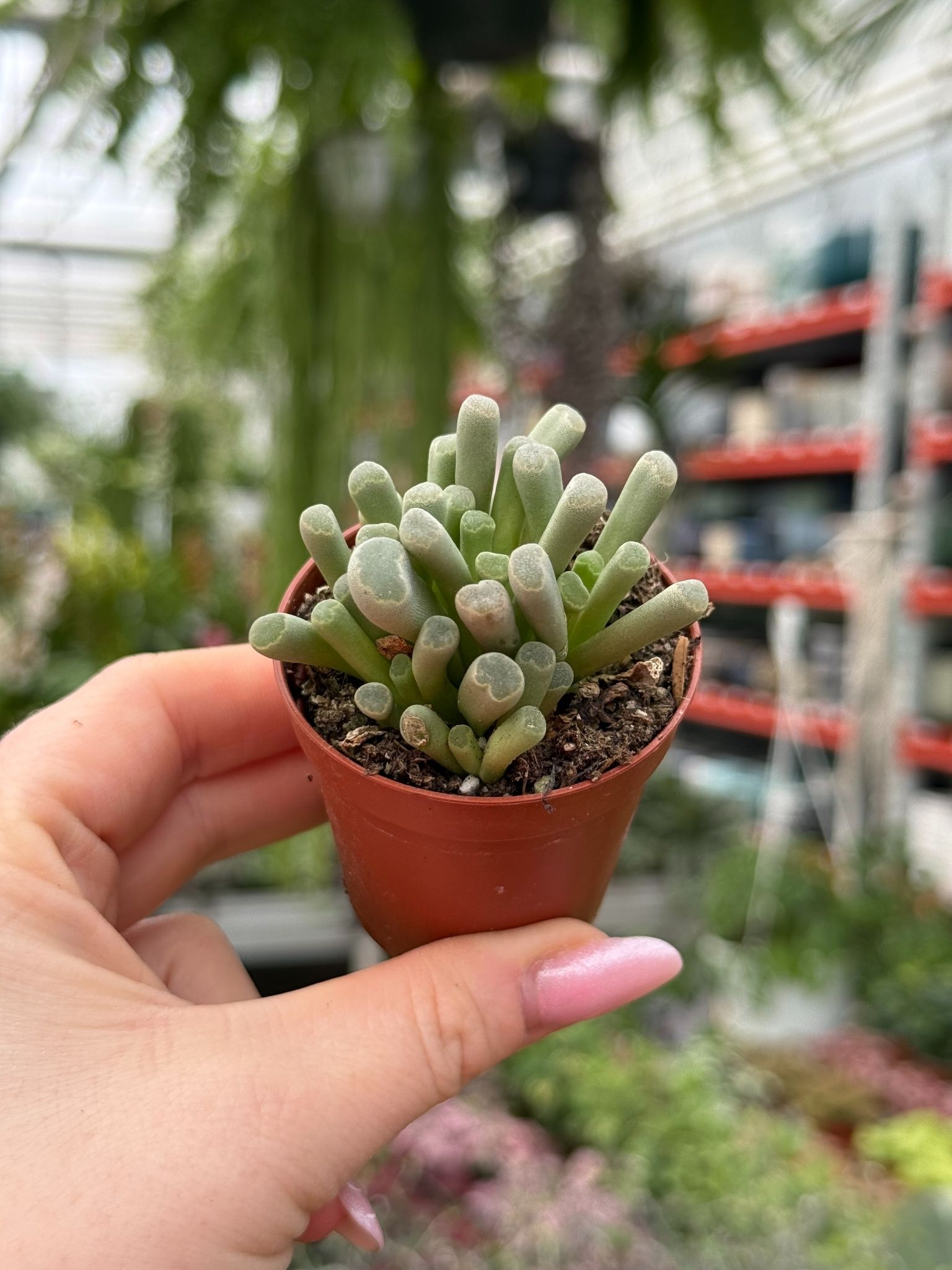 succulent fenestraria