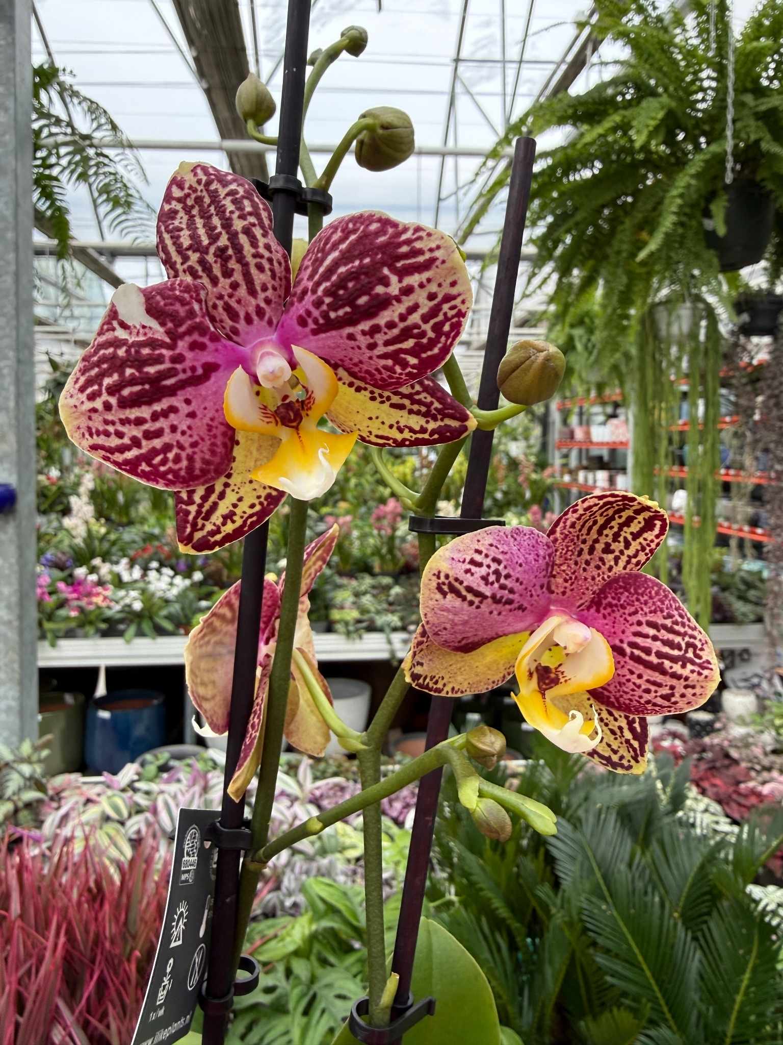 phalenopsis yellow flash