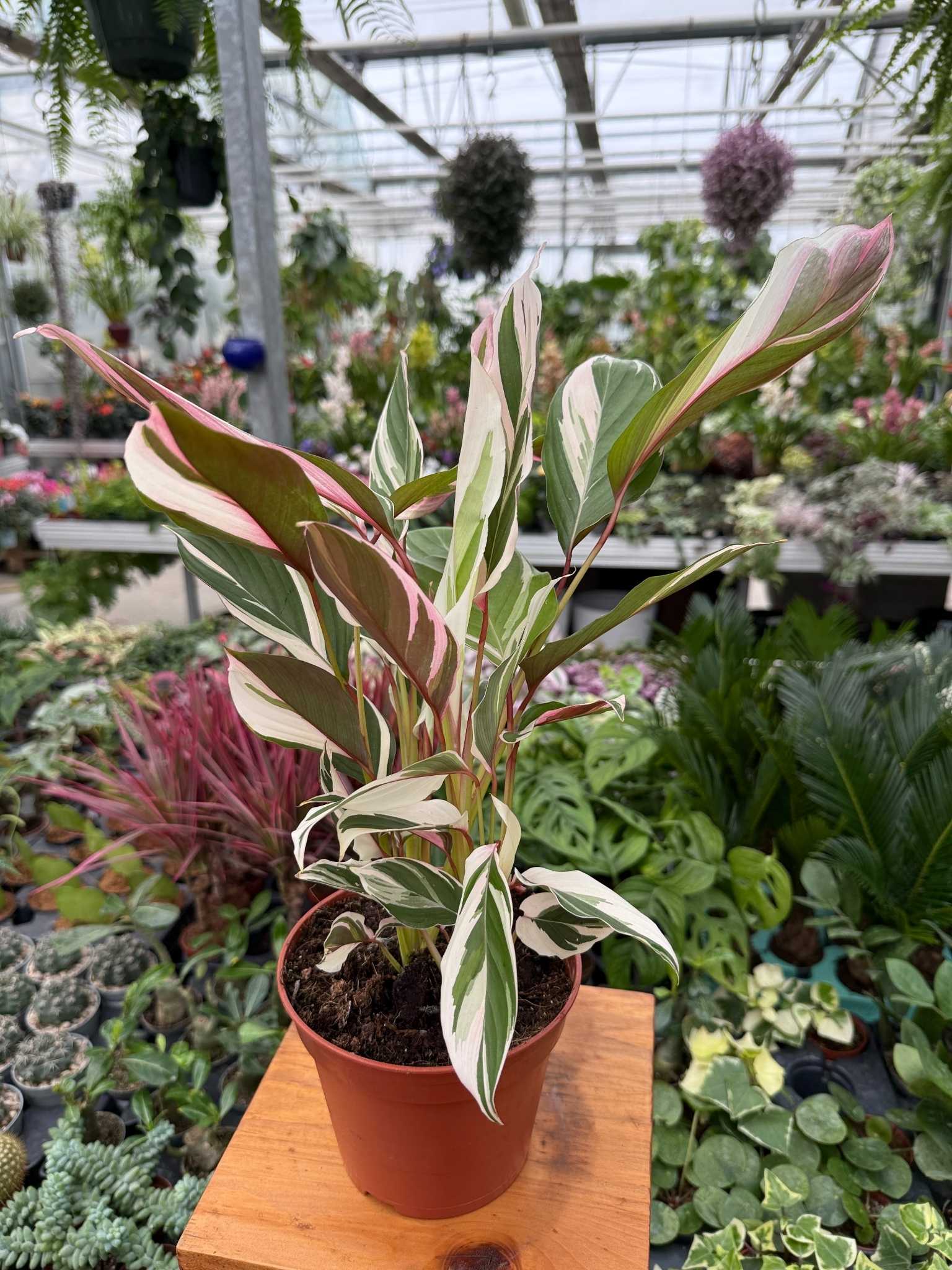 CALATHEA PRINCESS DAHLIA