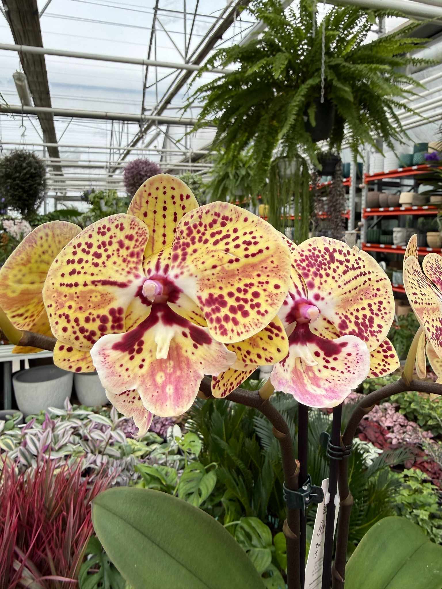 phalenopsis limited 08