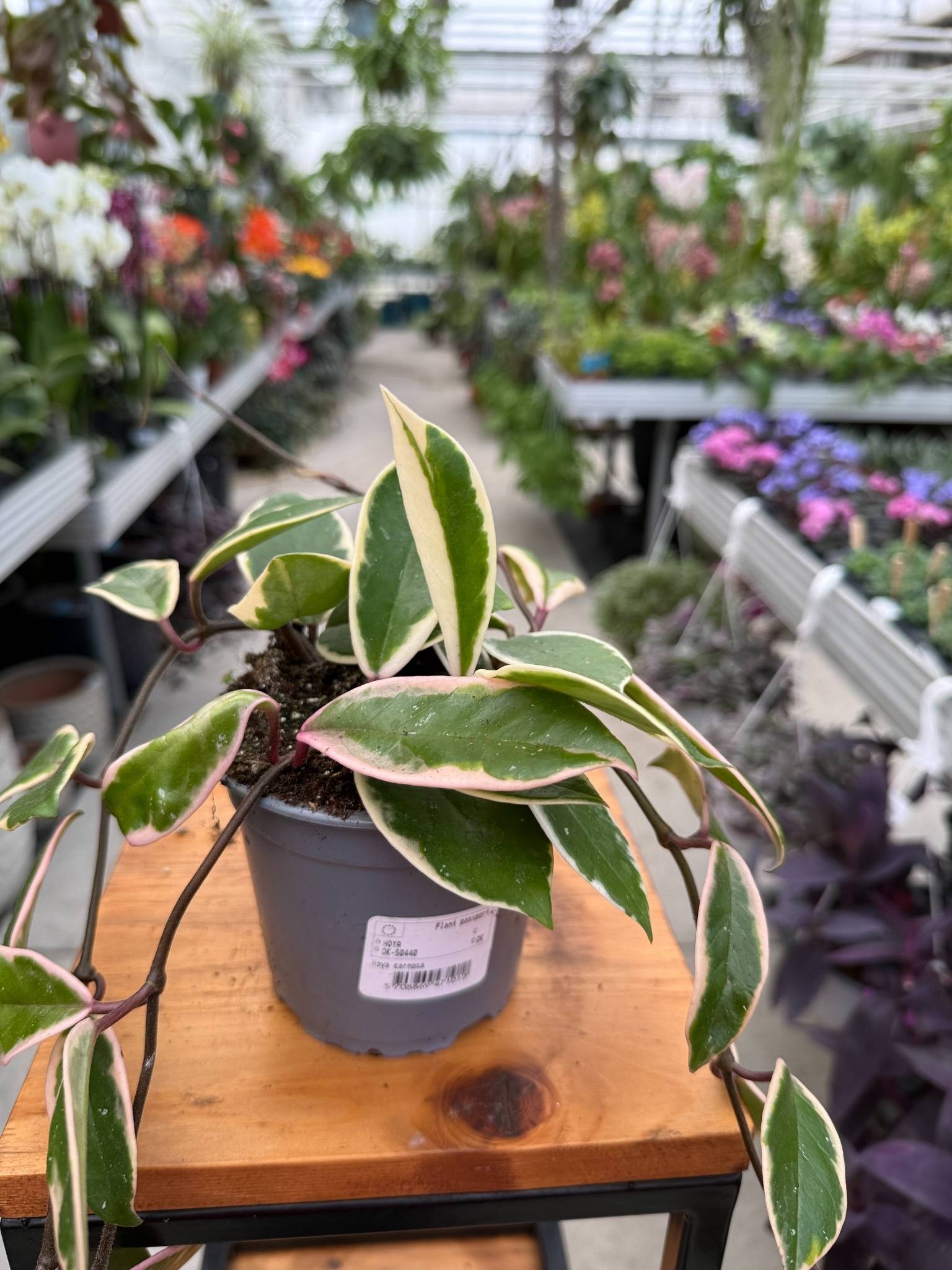 HOYA CARNOSA FLAMINGO DREAM P11