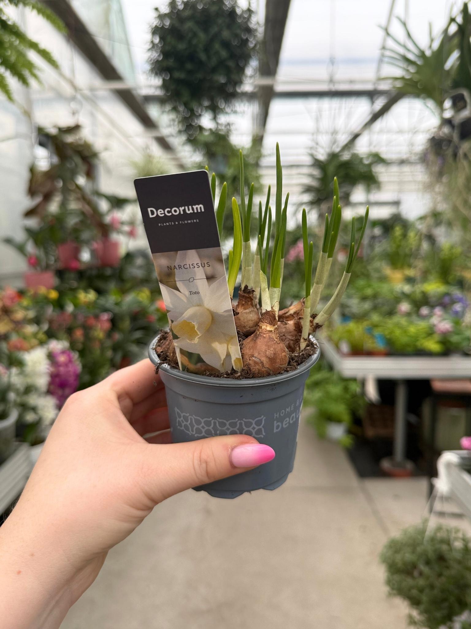 Narcyz biały WHITE TOTO