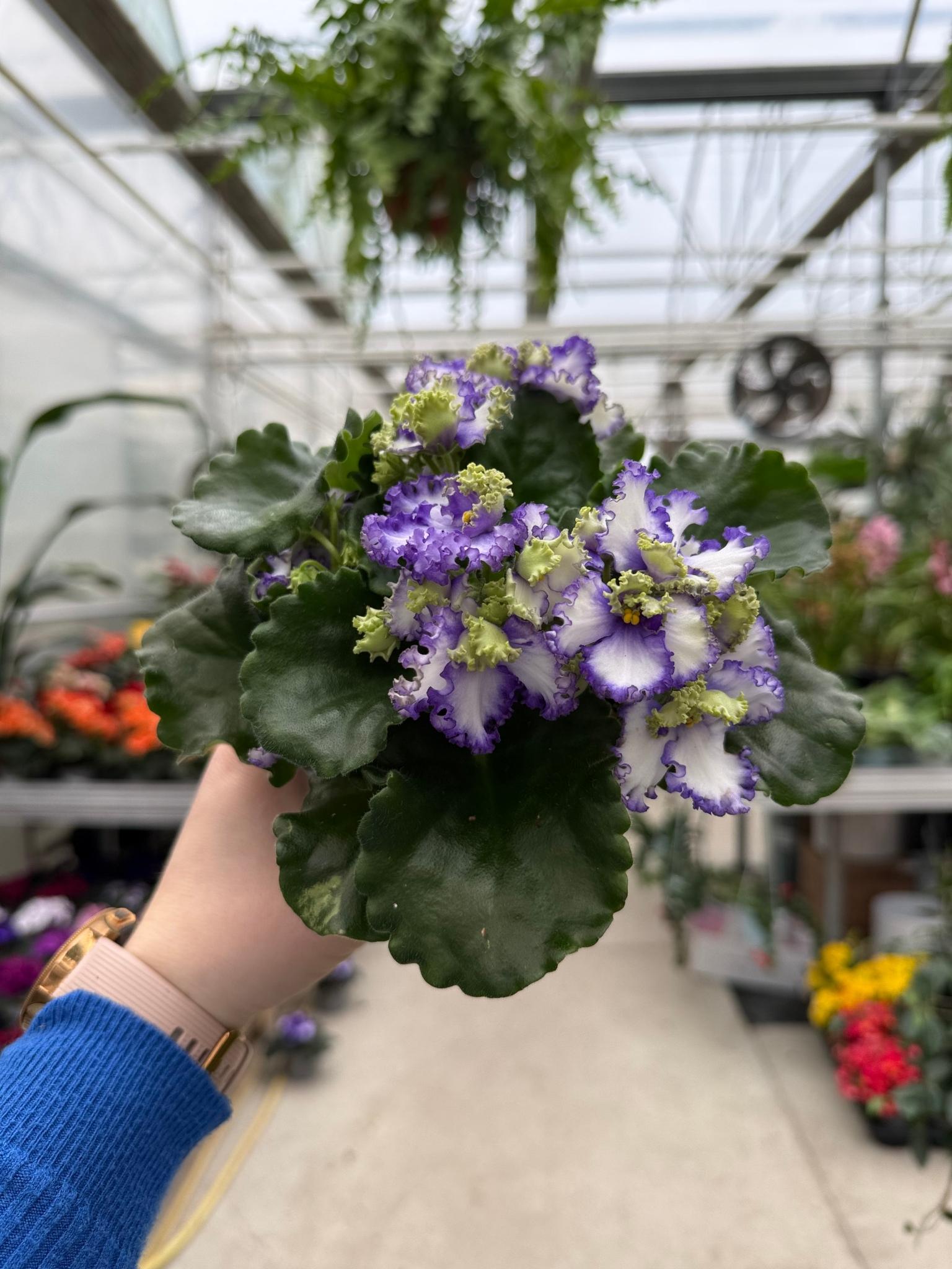 SAINTPAUILIA FIOLETOWO - ZIELONA