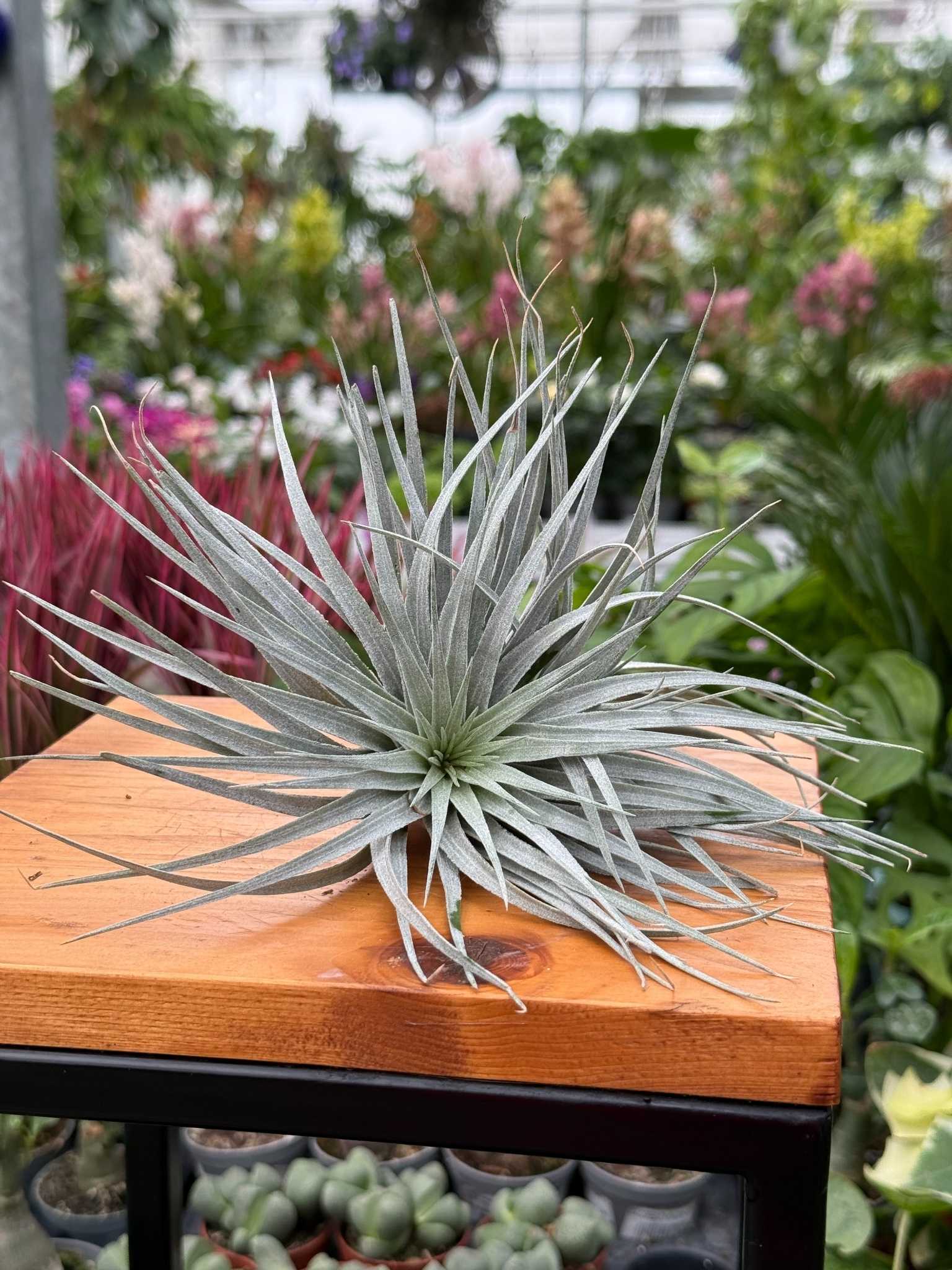 TILLANDSIA SILVER