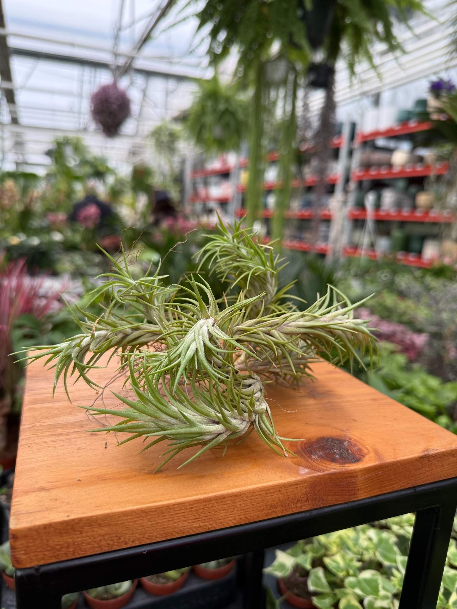 tillandsia funck ball