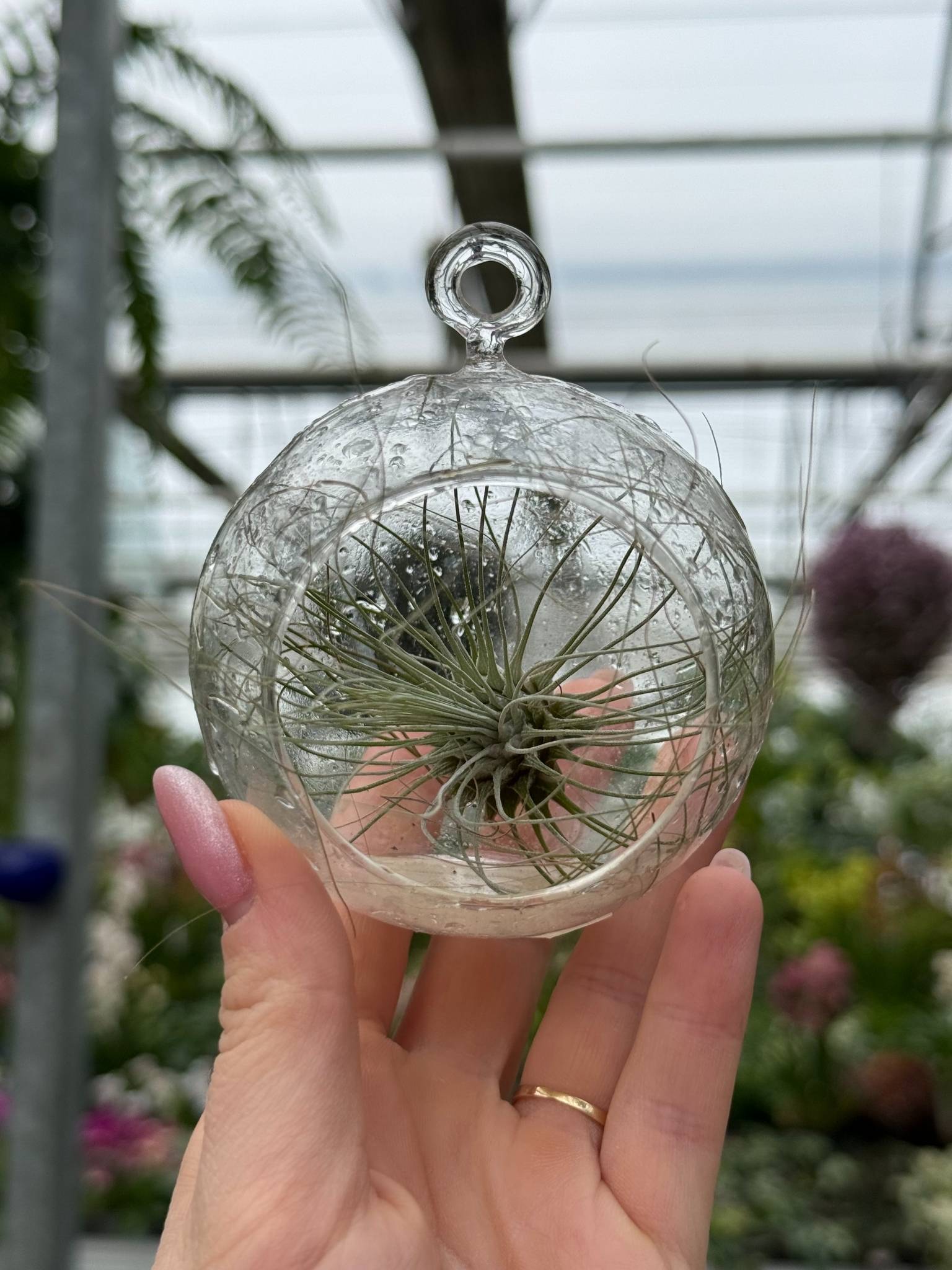 TILLANDSIA ARGEANTA