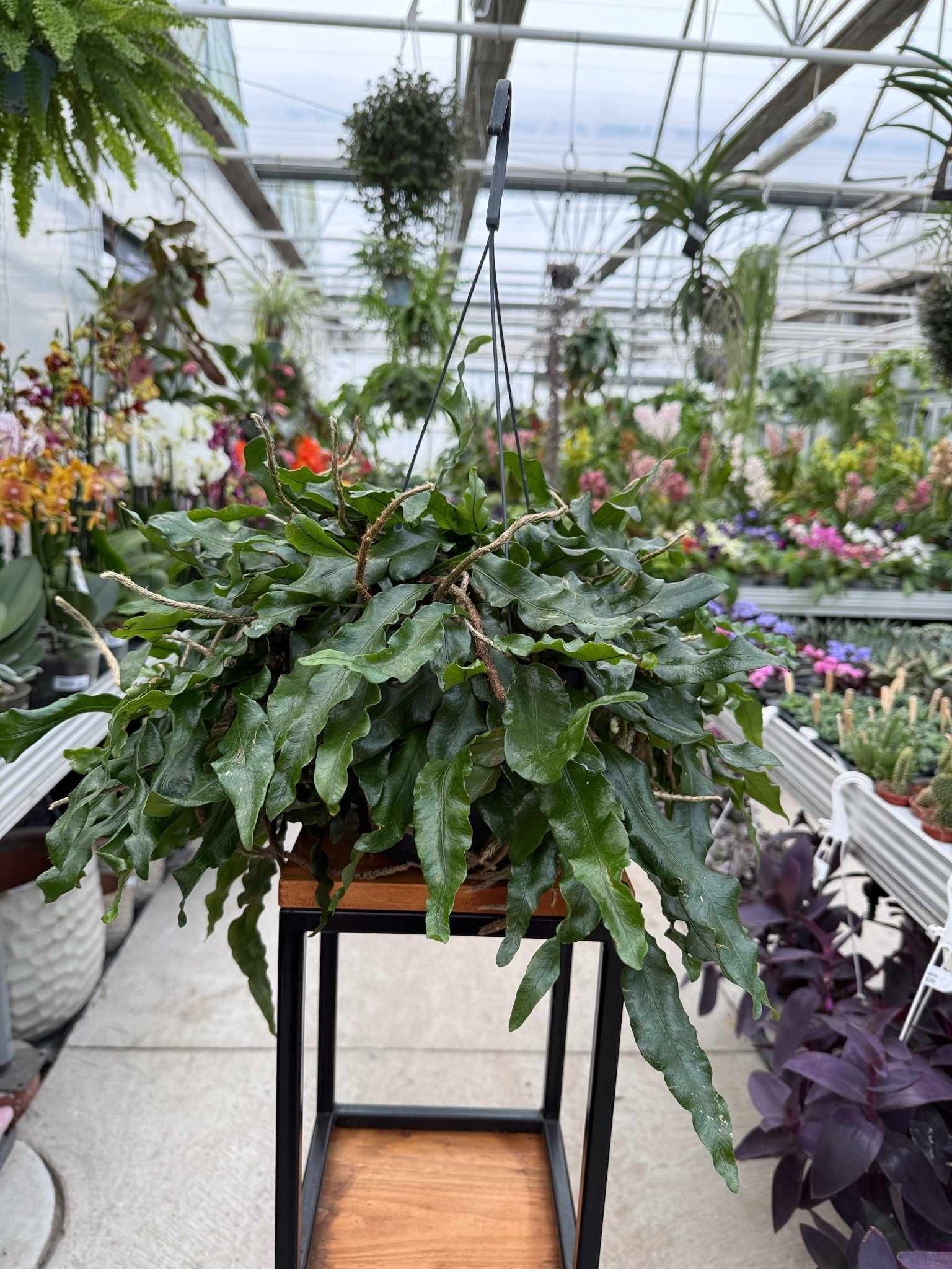 Paproć Microgramma Monkeyhill