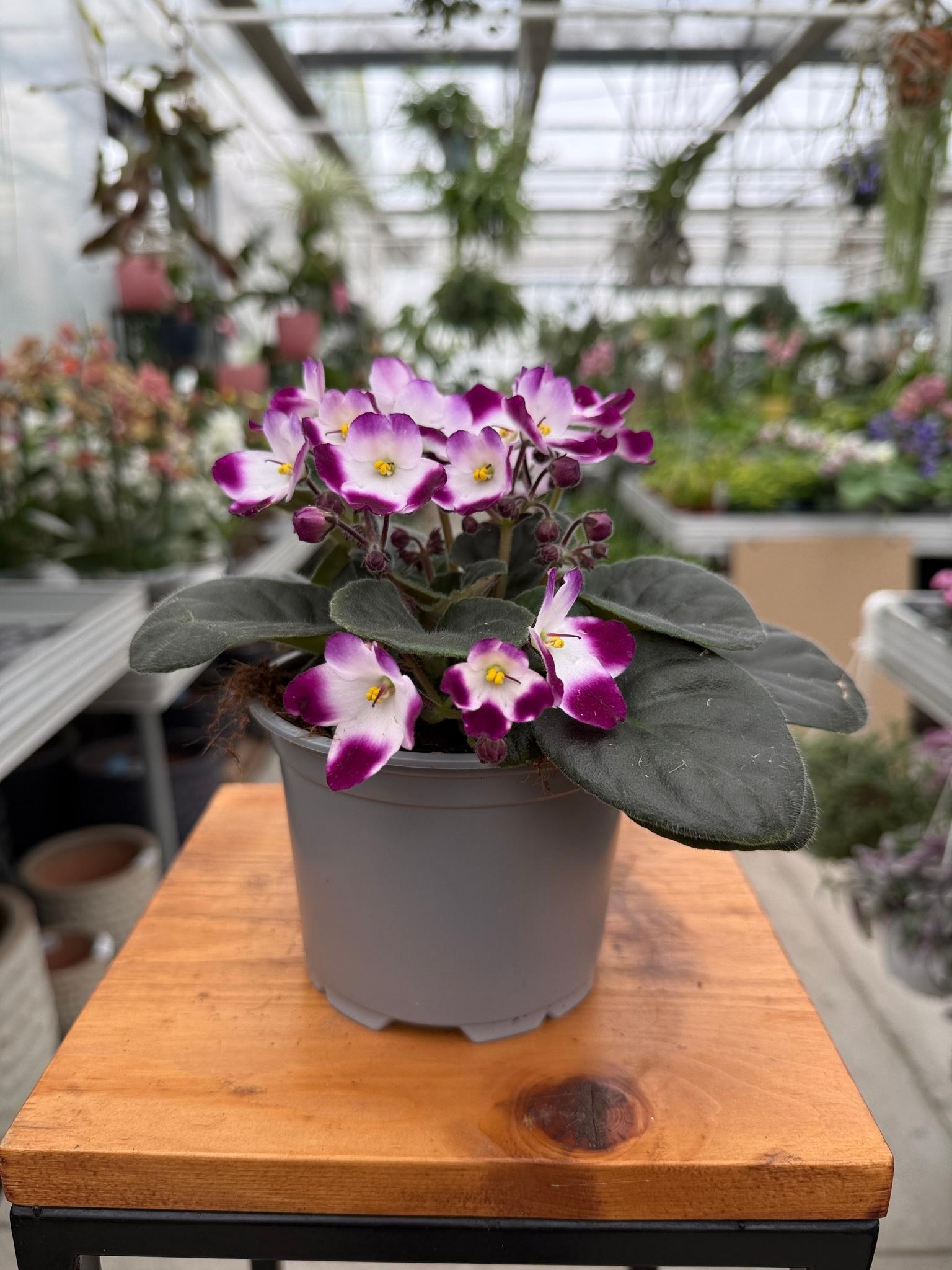 saintpaulia biał-różowa