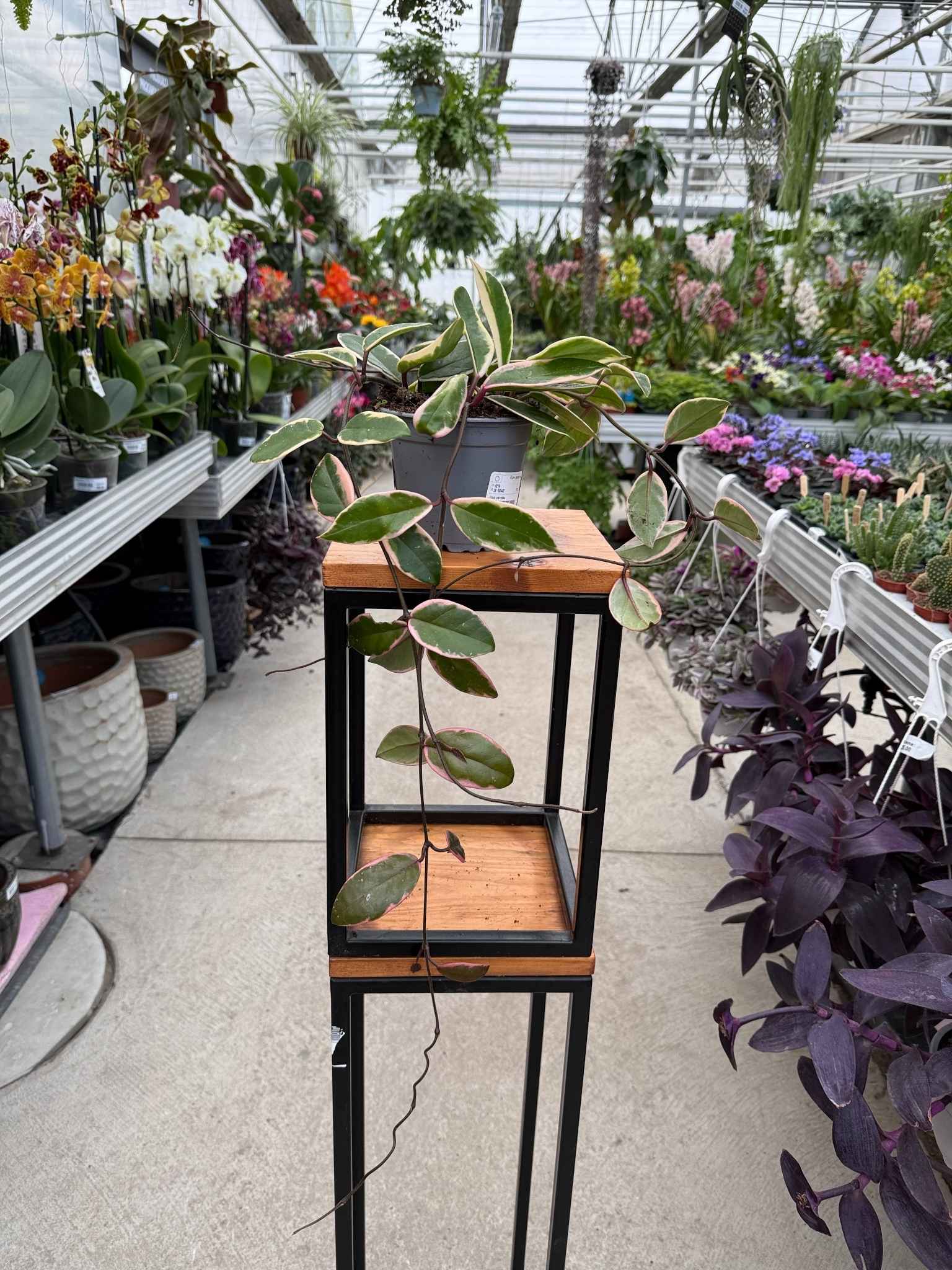 HOYA CARNOSA FLAMINGO DREAM P11