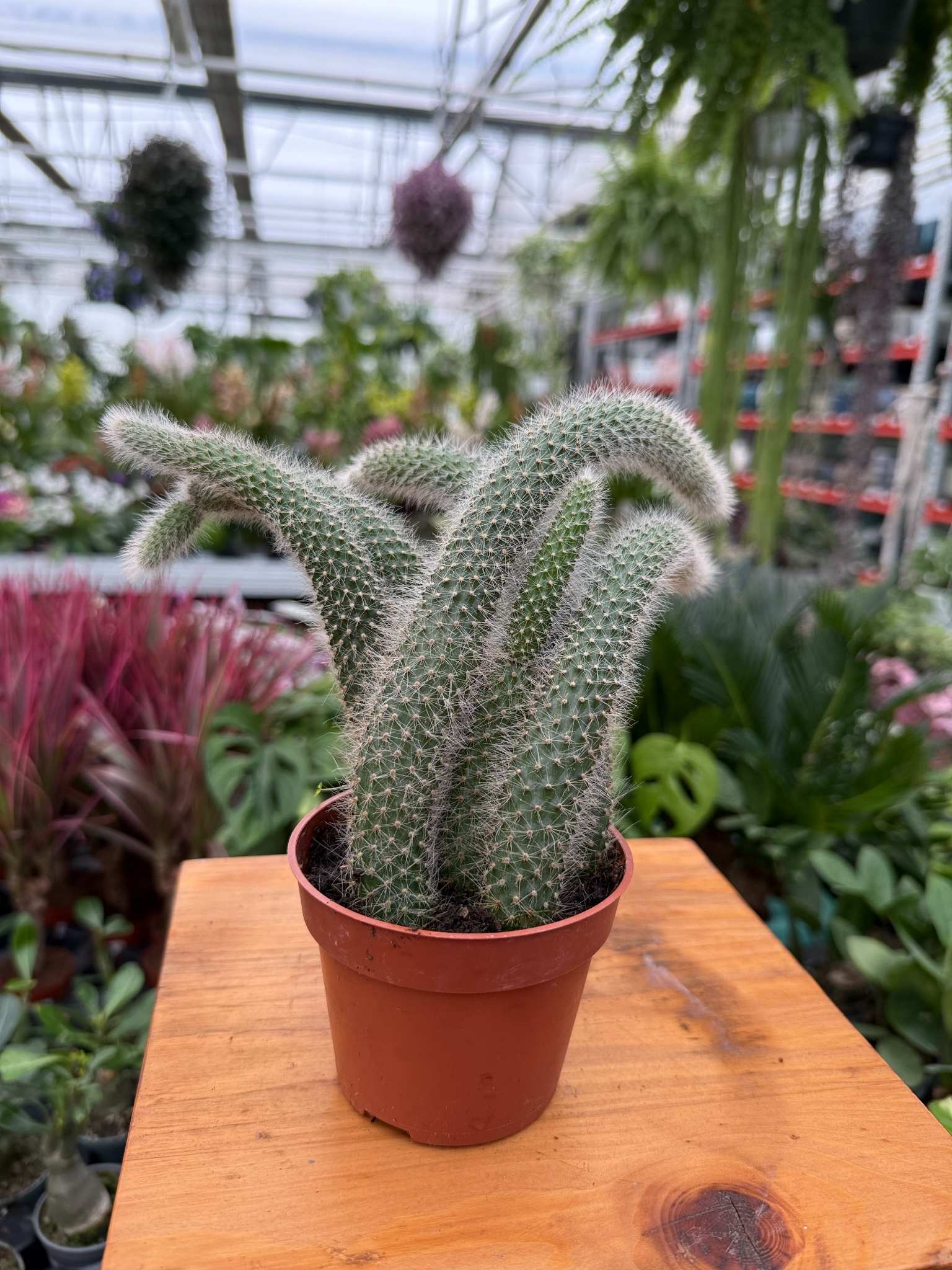 Cactus Hildewintera