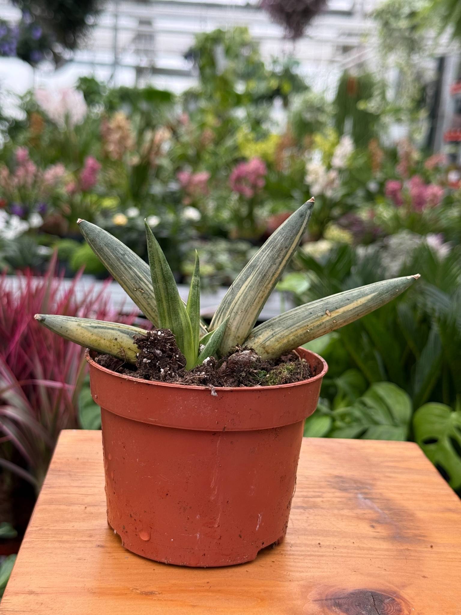 Sansevieria Boncel Variegata